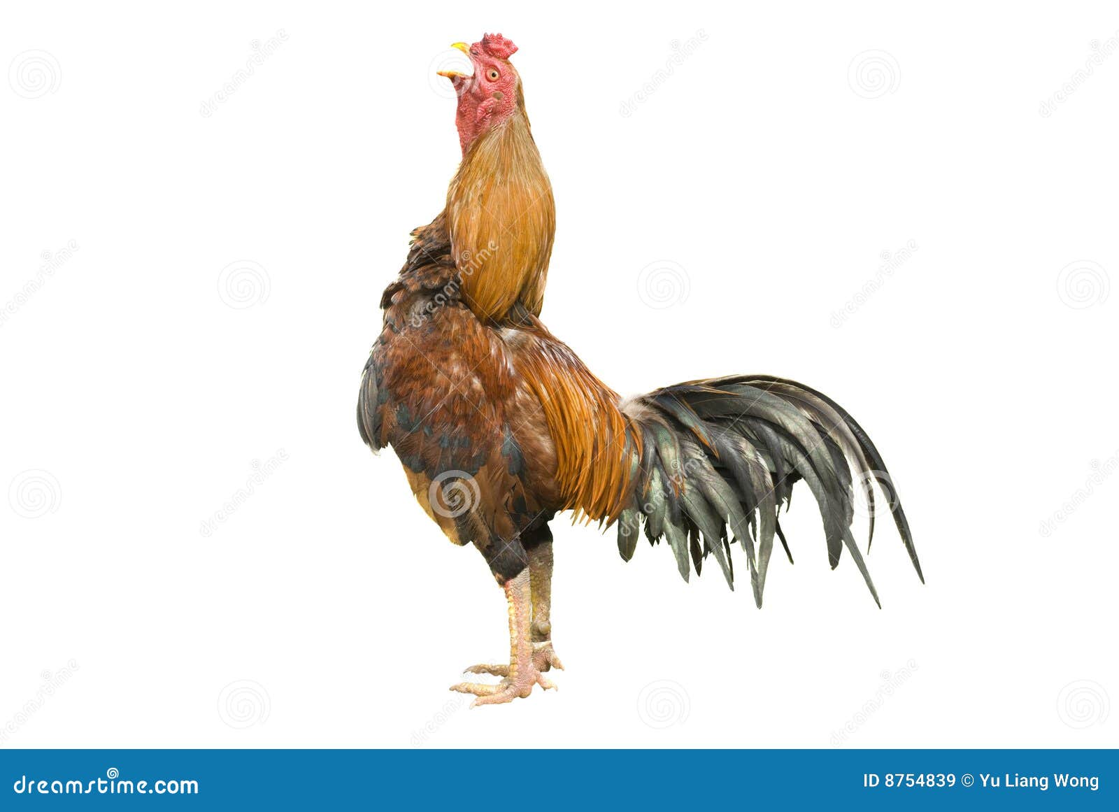 clipart rooster crowing - photo #40
