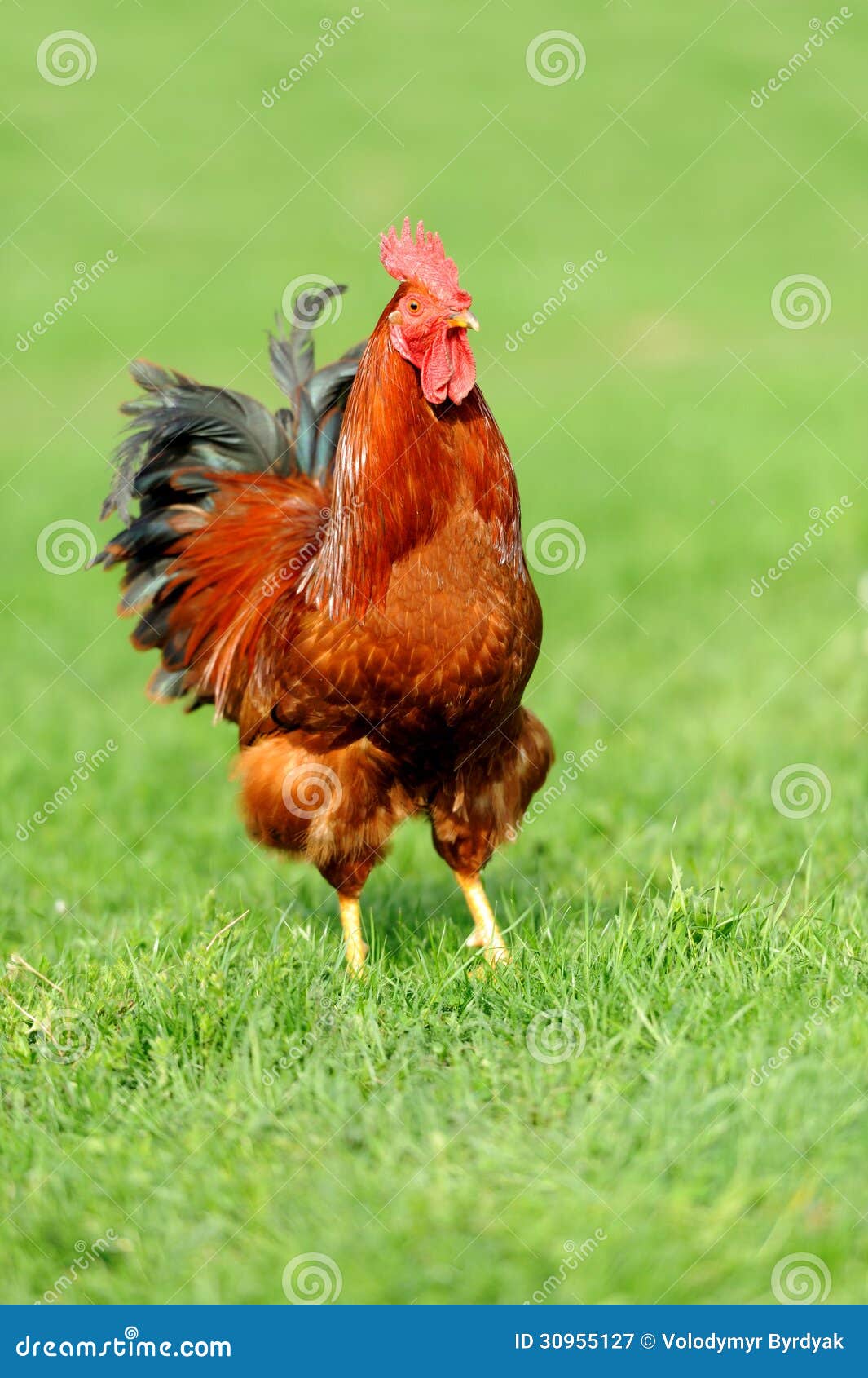 Rooster Royalty Free Stock Photography - Image: 30955127 Rooster Royalty Free Stock Photography - Image: 30955127