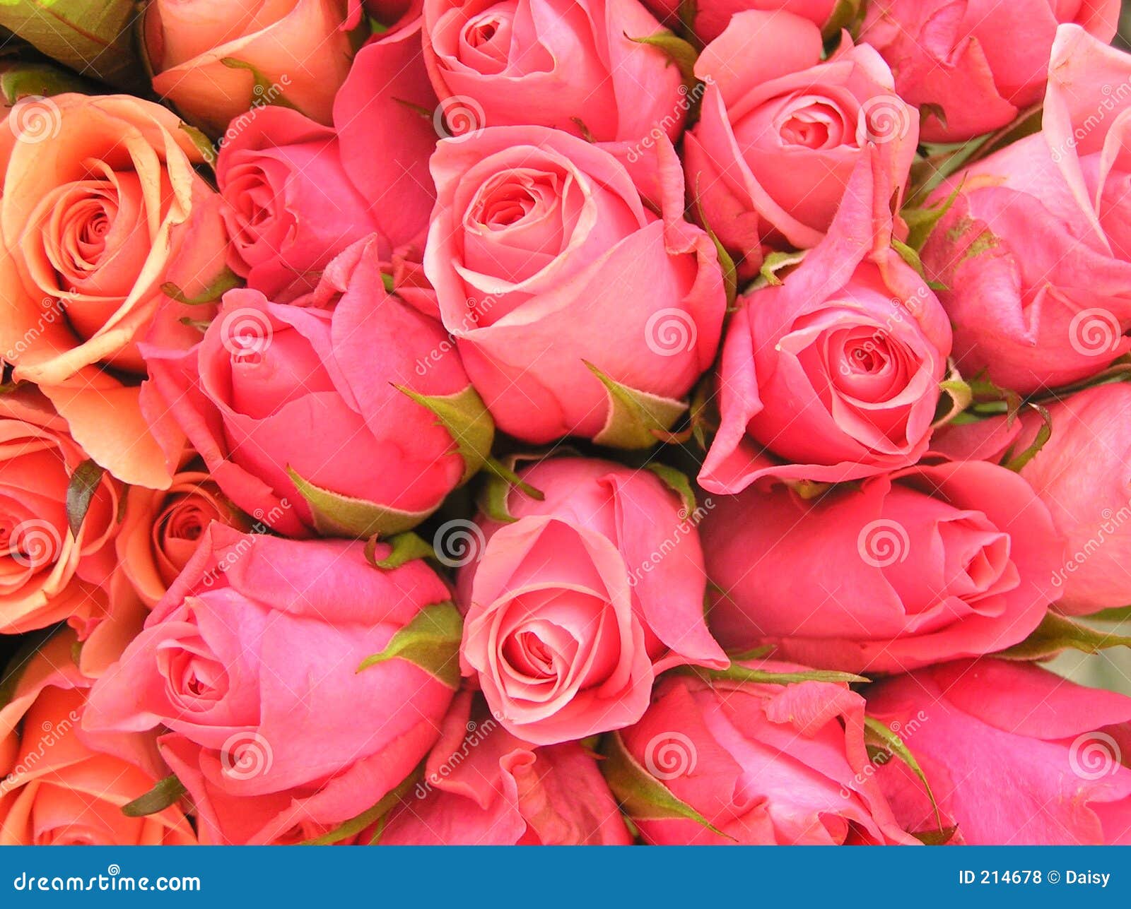 rosas-cor-de-rosa-rom%C3%A2nticas-214678