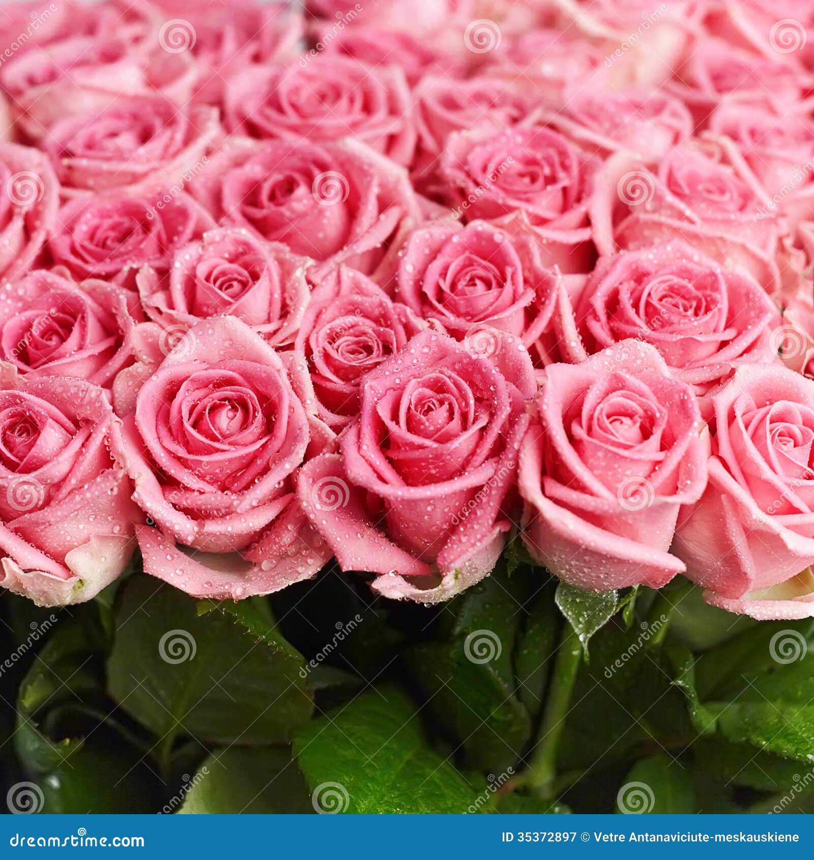 Rosas Naturais Corderosa Fotografia de Stock Royalty Free Imagem Rosas Naturais Corderosa Fotografia de Stock Royalty Free Imagem