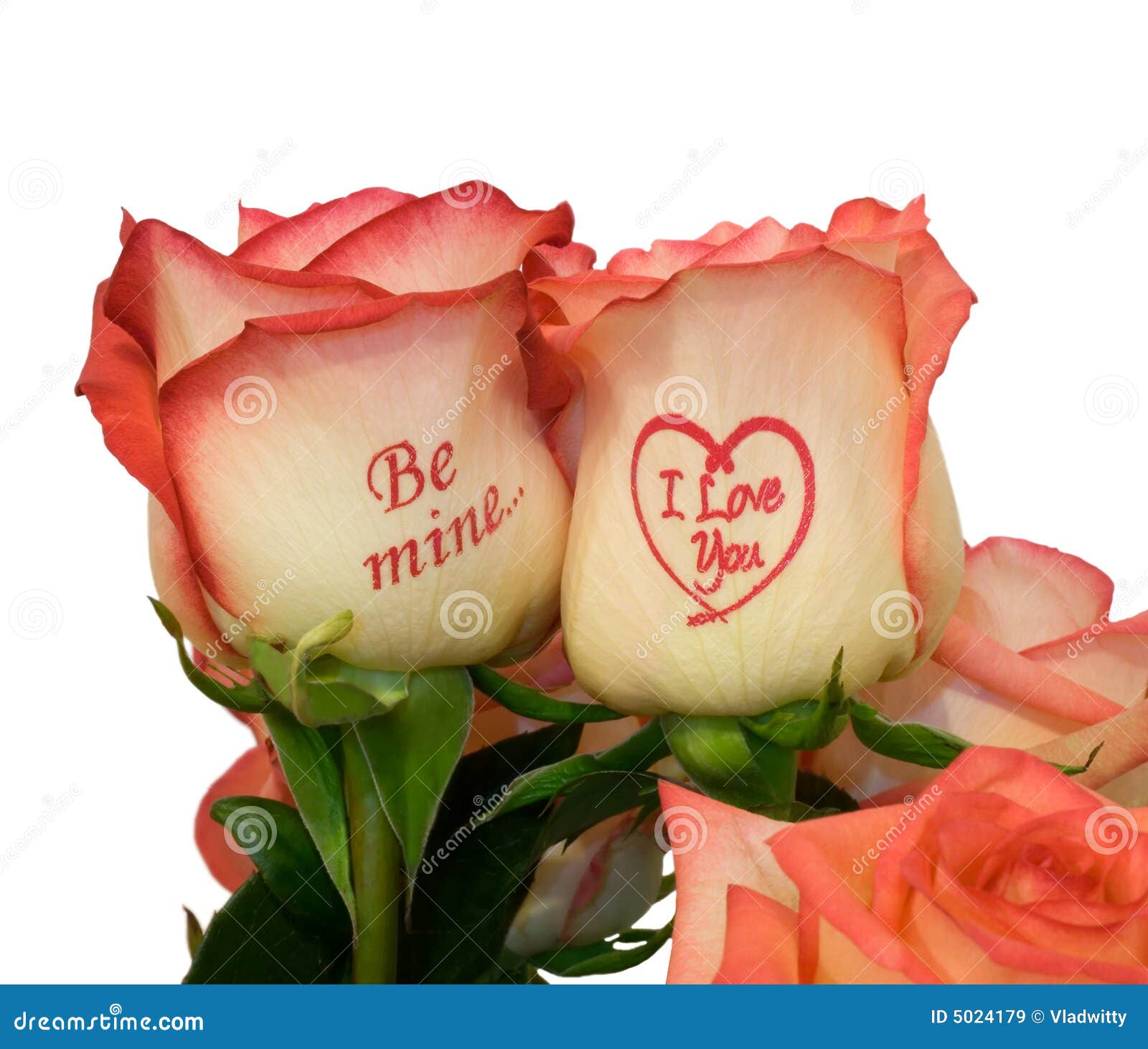 White Rose I Love You White Rose I Love You