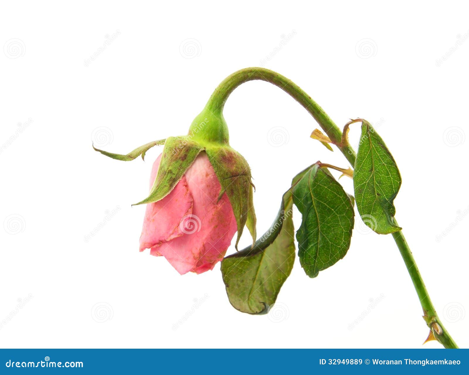 Rose Appassite Immagini Stock Libere da Diritti - Immagine: 32949889
