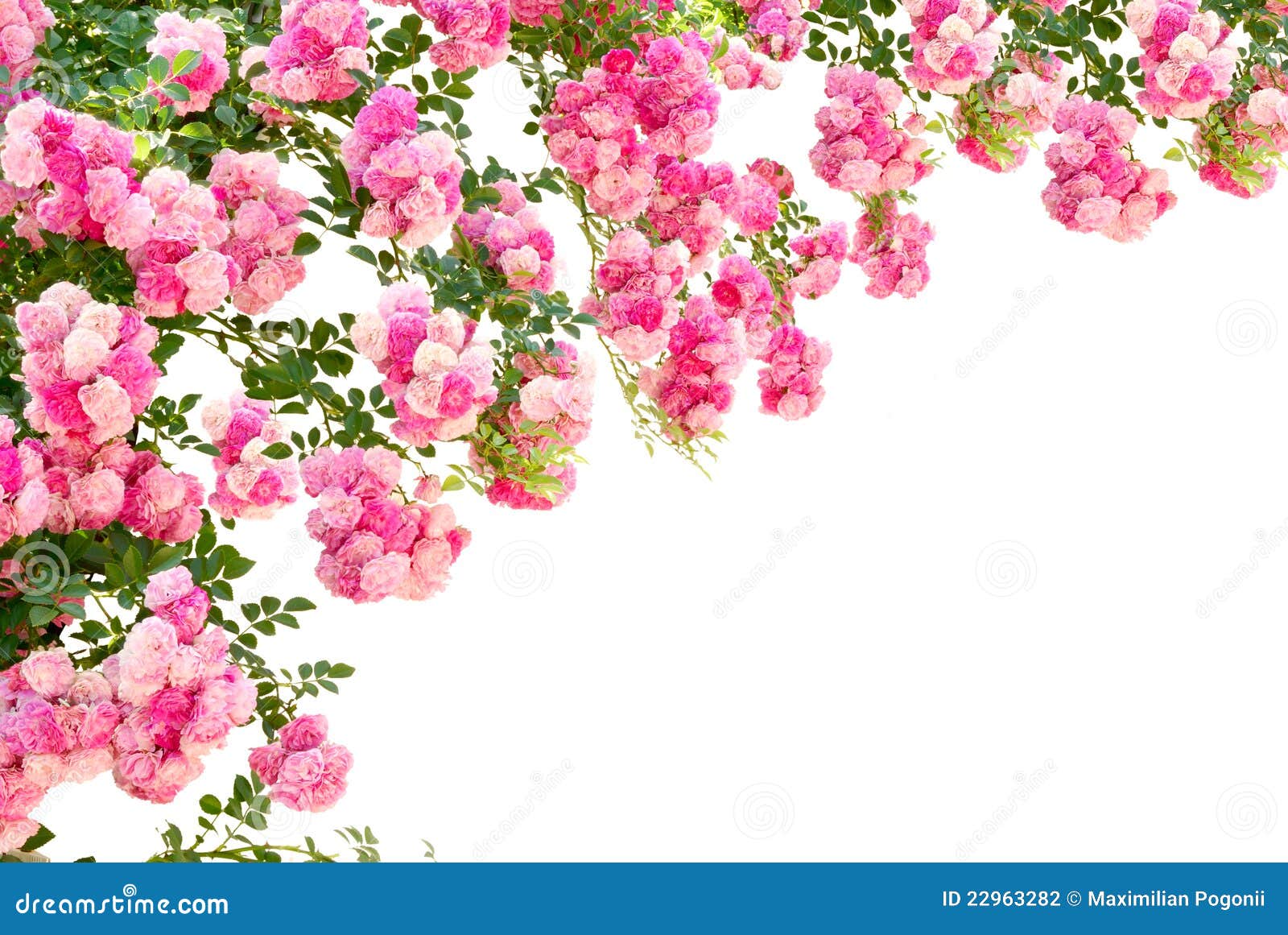 Rose Flowers Isolated On White Background Stock Photography - Image