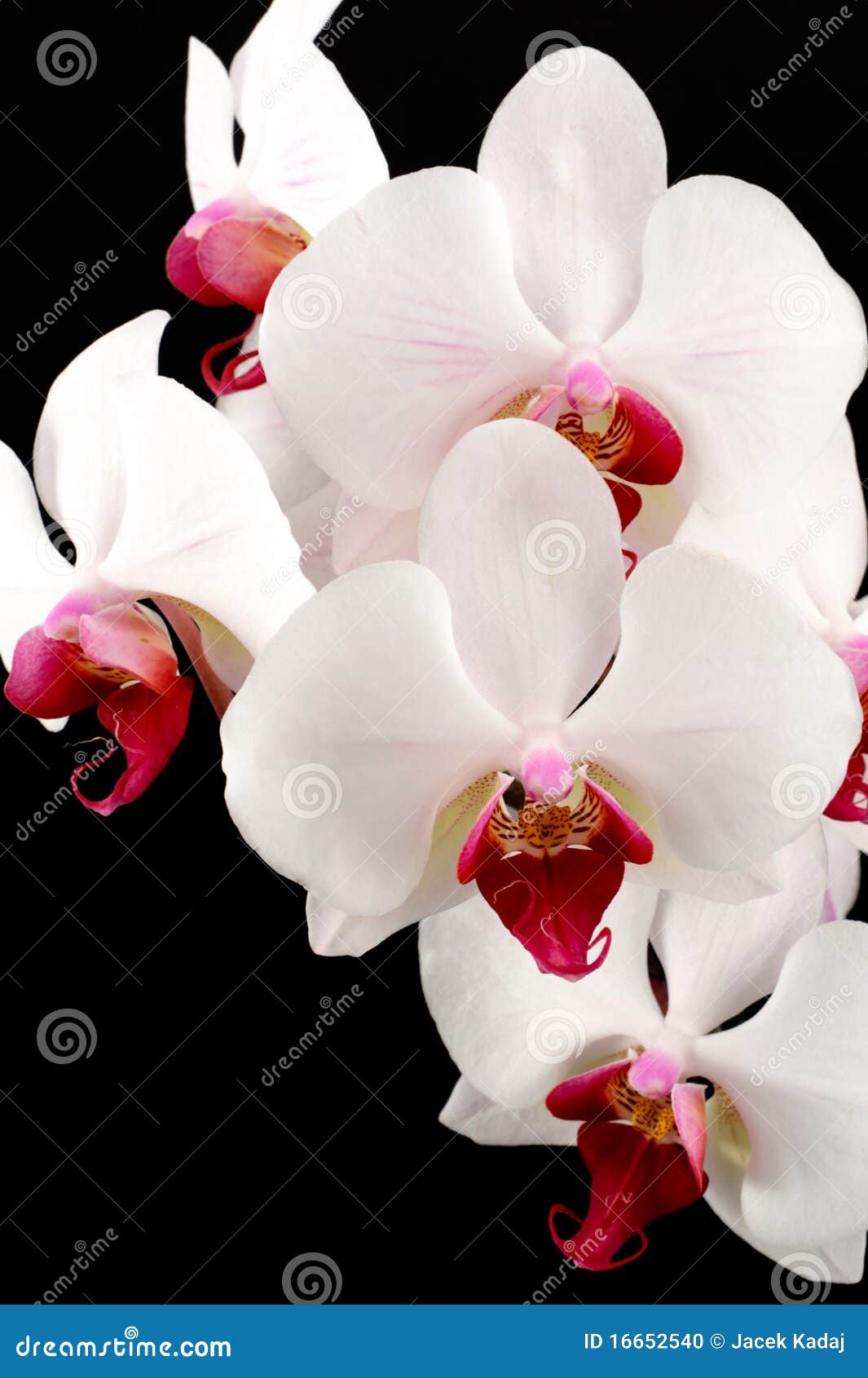 Black Orchid Flower Black Orchid Flower