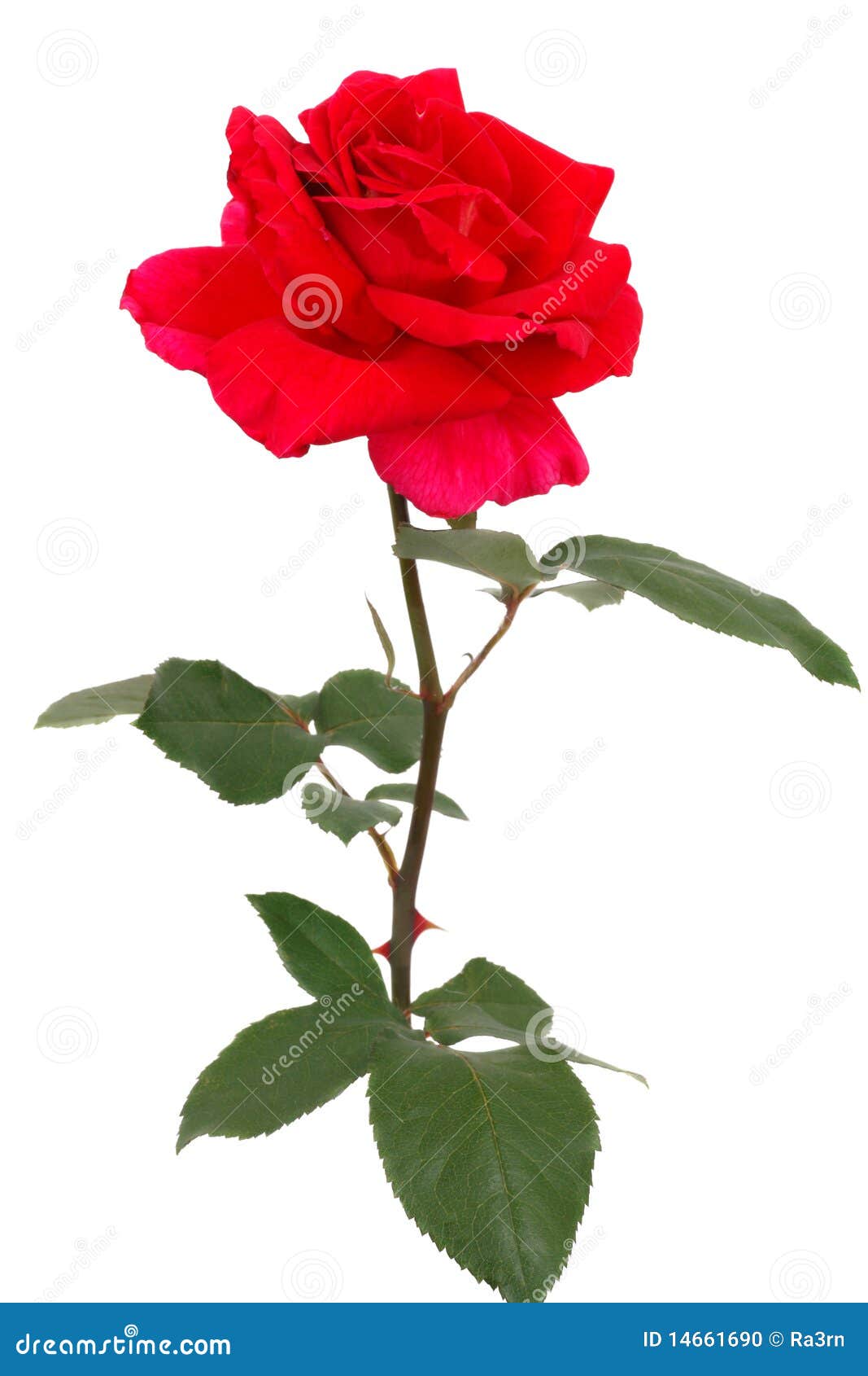 clipart rose rosse - photo #32