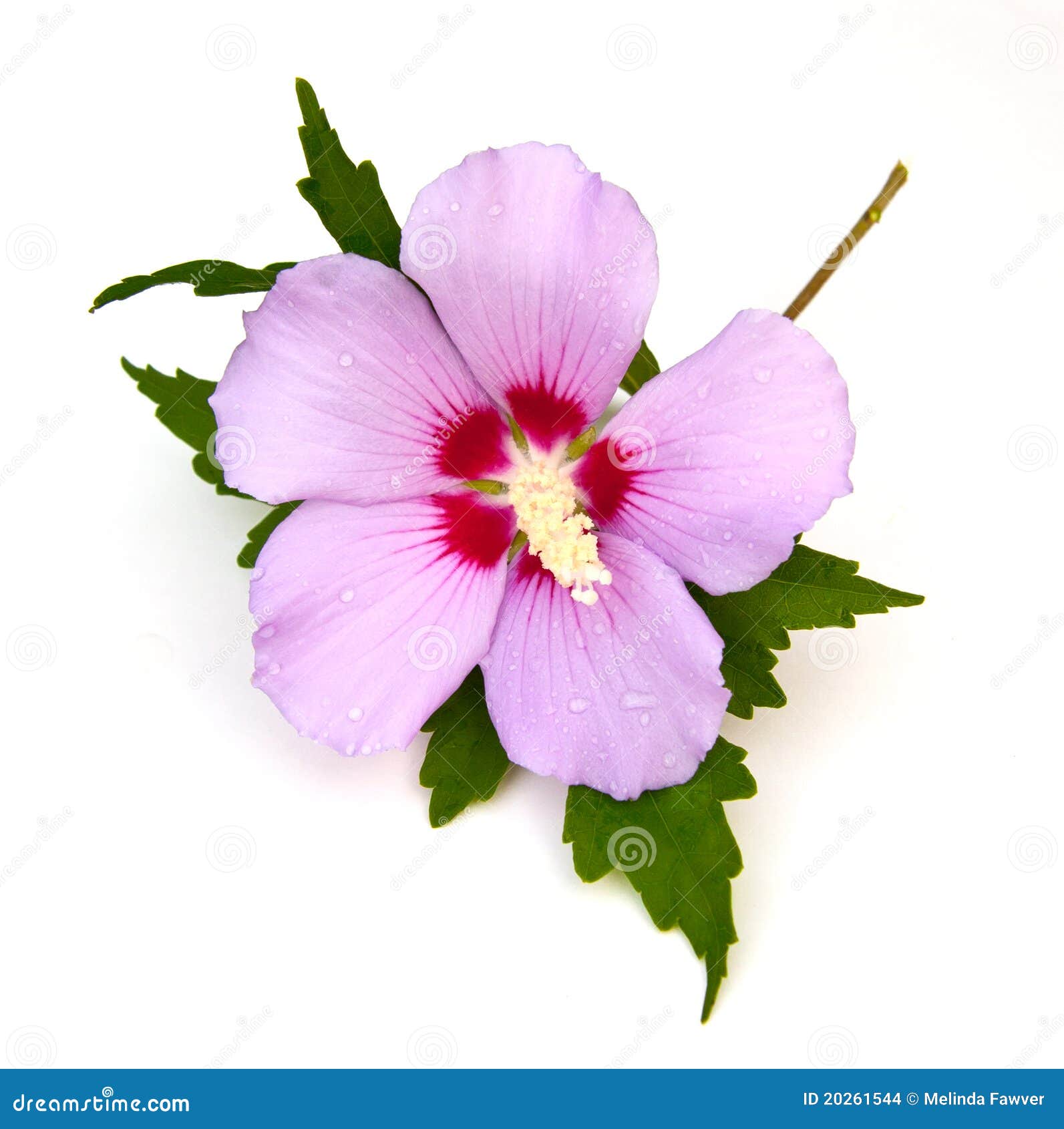 clipart rose of sharon - photo #9