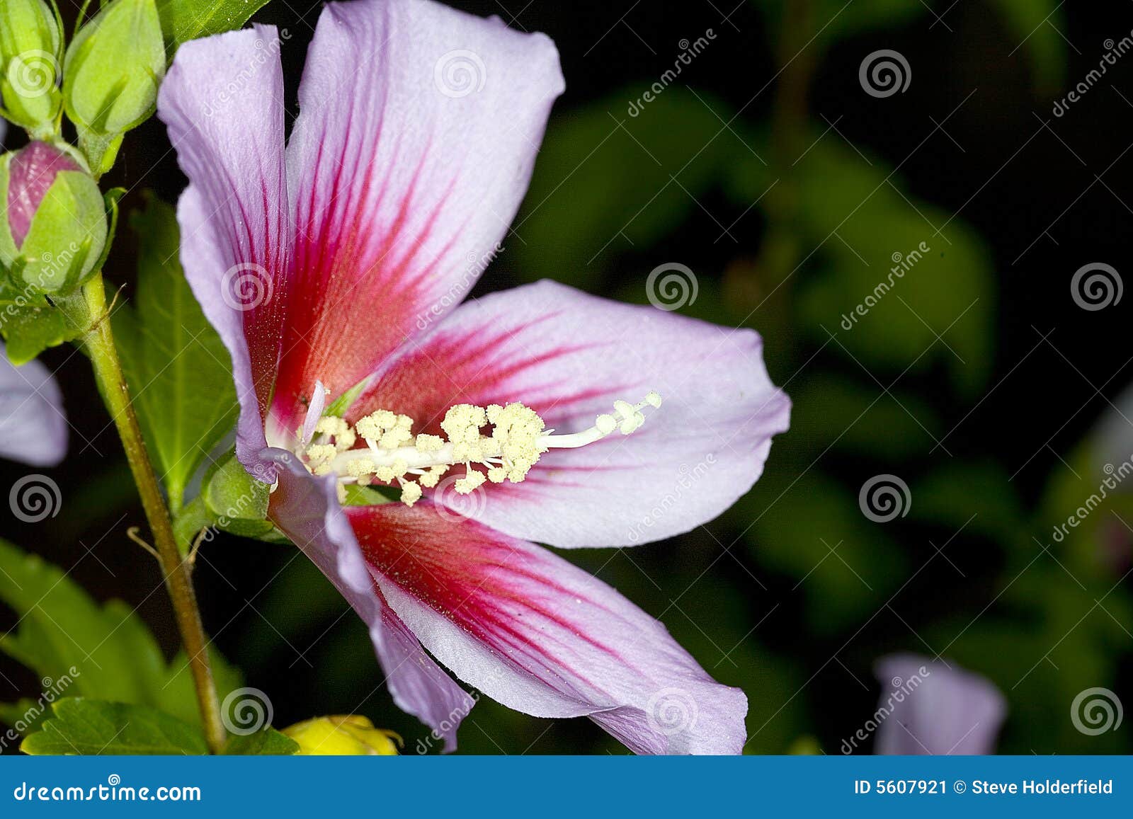 clipart rose of sharon - photo #34