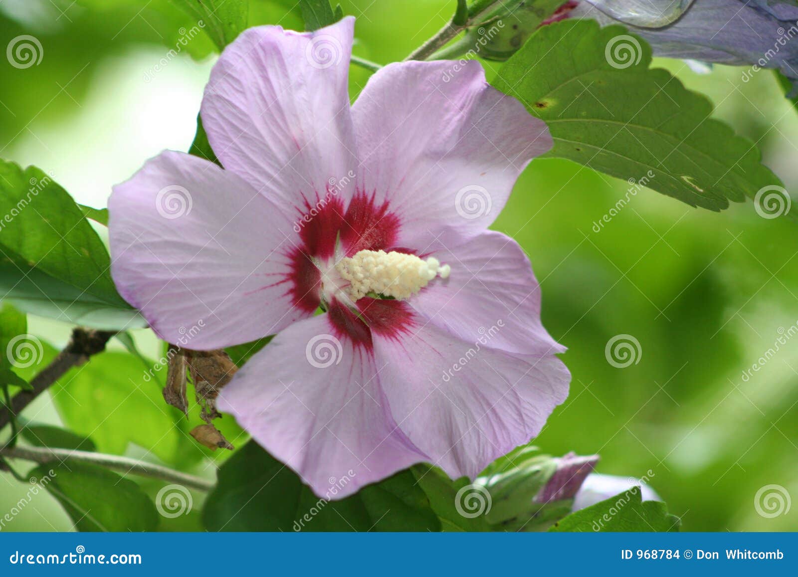 clipart rose of sharon - photo #16