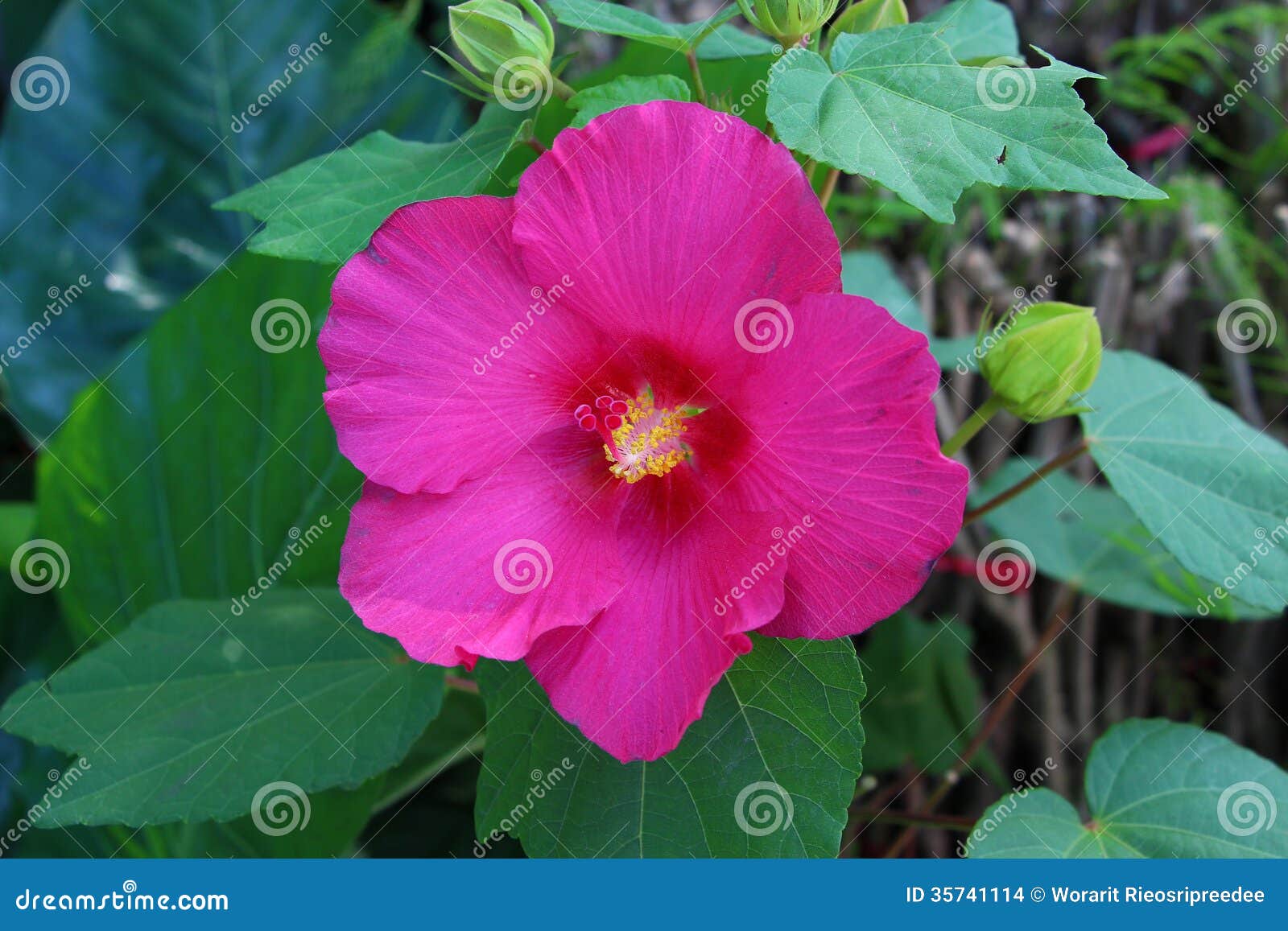 clipart rose of sharon - photo #31