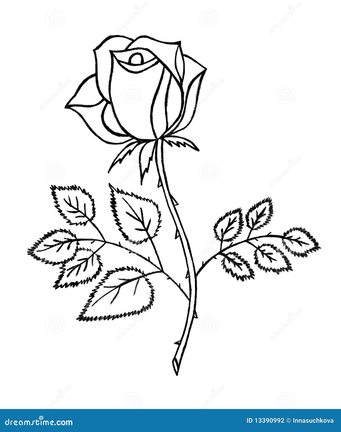 White Rose Drawing