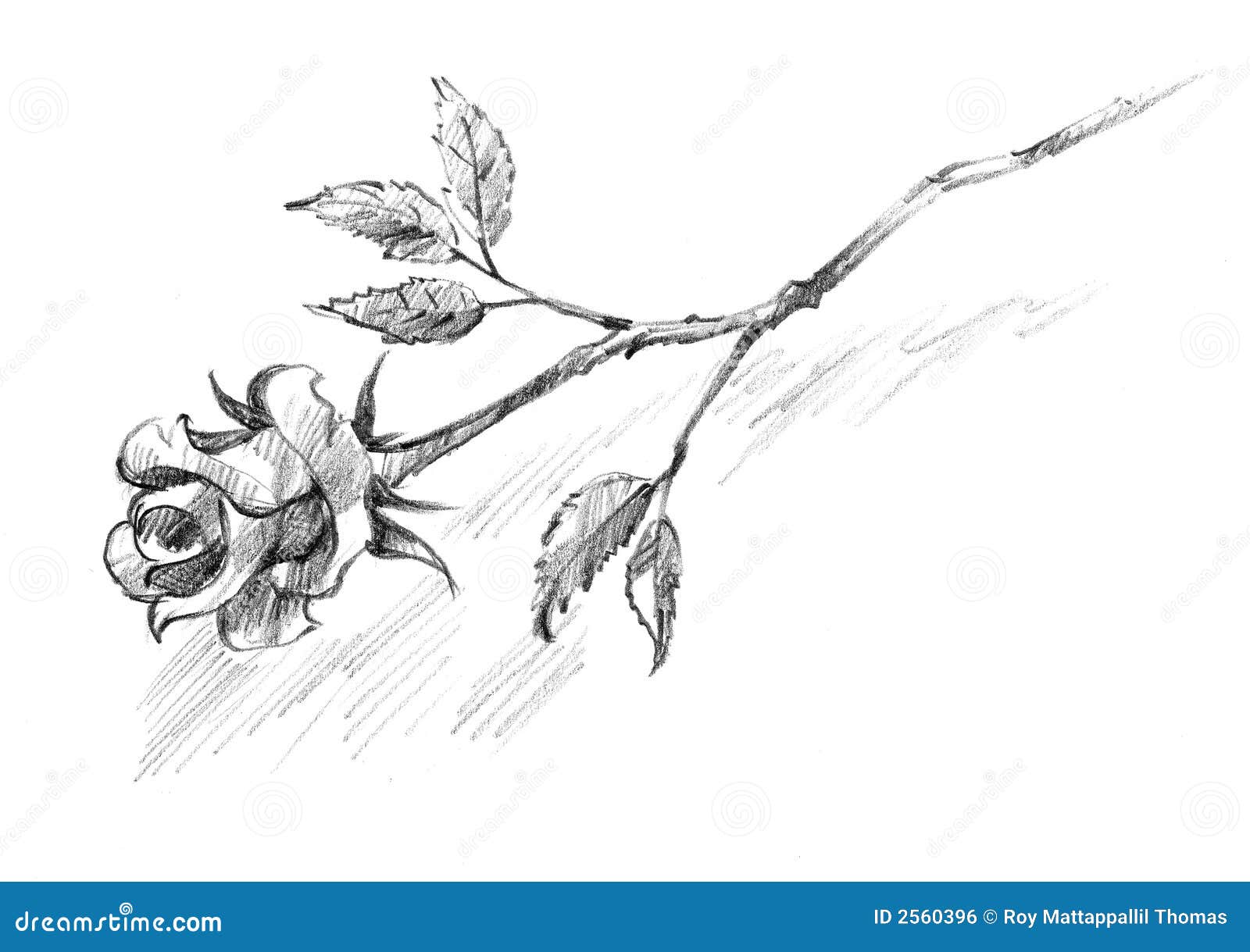 Single Black Rose Drawings Single Black Rose Drawings