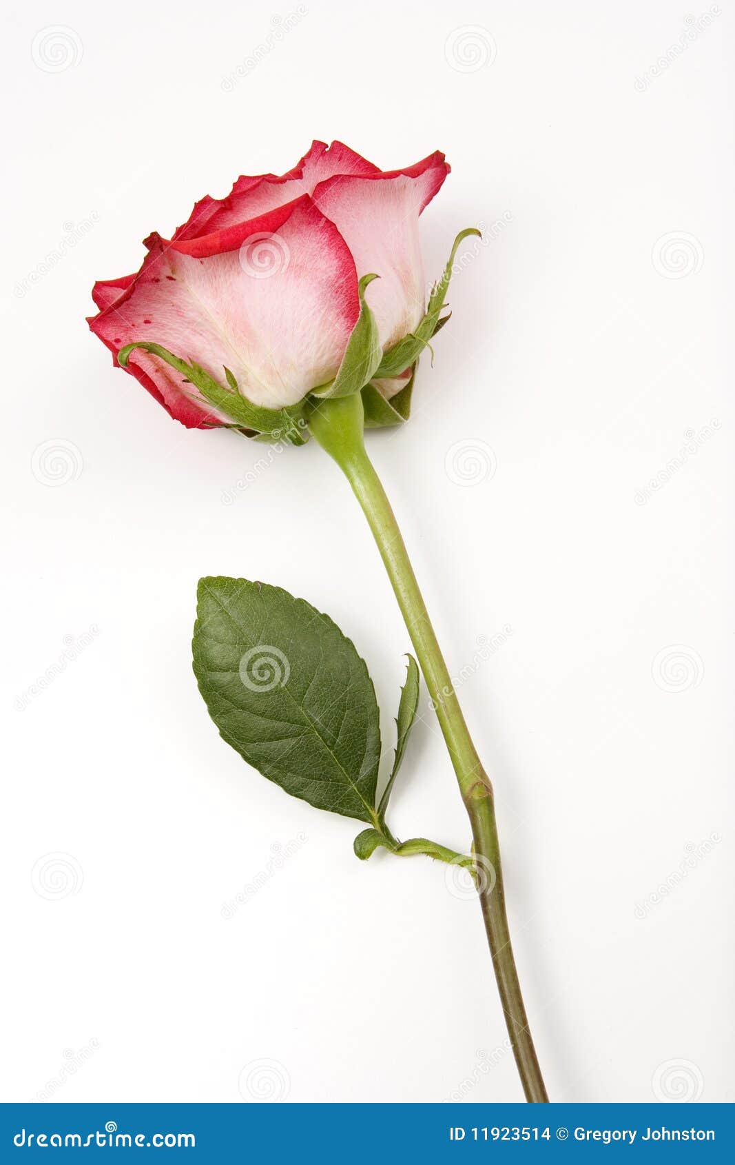 White Rose With Stem