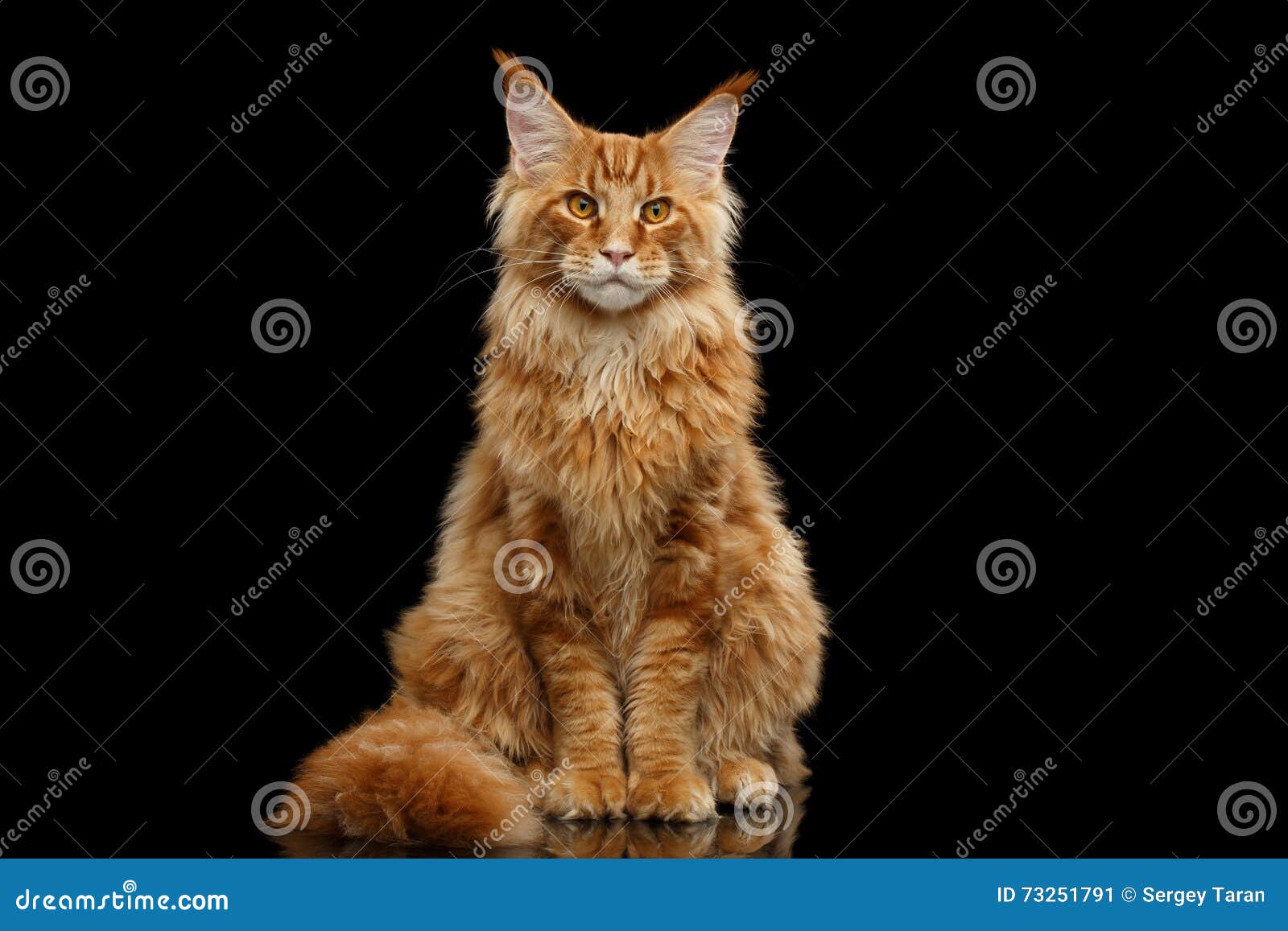 Rote Maine Coon Cat Sitting Mit Pelzendstück Lokalisiertem Schwarzem Stockbild - Bild von porträt, schwarzes: 73251791 Rote Maine Coon Cat Sitting Mit Pelzendstück Lokalisiertem Schwarzem Stockbild - Bild von porträt, schwarzes: 73251791