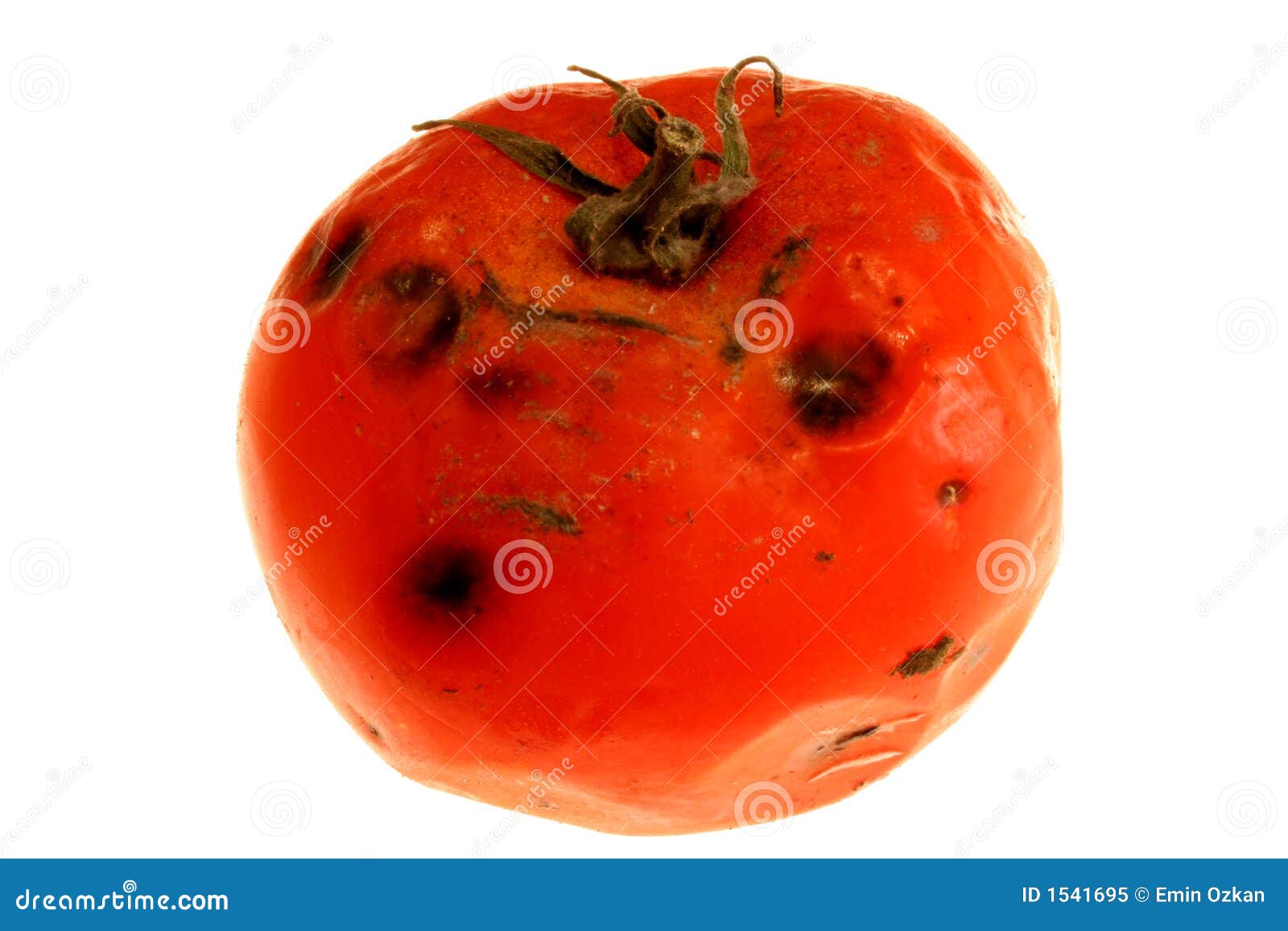 Rotten Tomato 2 Royalty Free Stock Photo - Image: 1541695