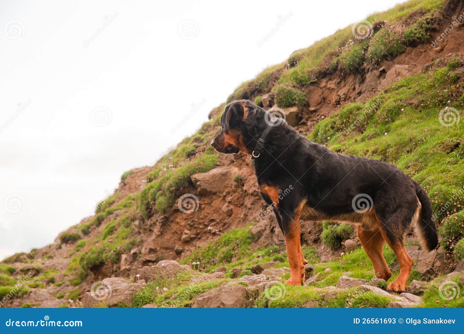 A Rottweiler Dog Calmly Standing On A Hill Stock Photos ... A Rottweiler Dog Calmly Standing On A Hill Stock Photos ...