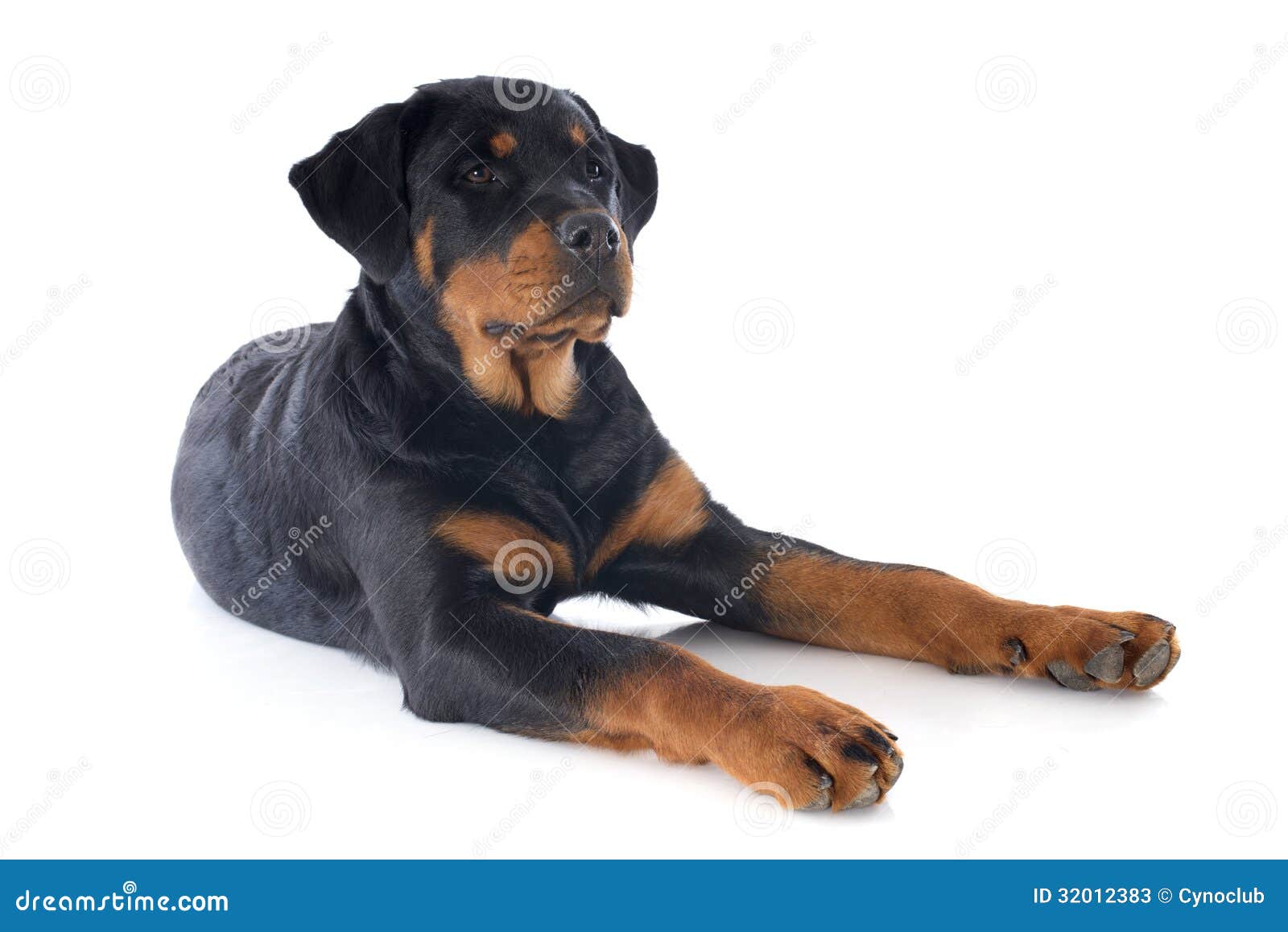 white rottweiler rottweiler stock photos image 32012383 white rottweiler rottweiler stock photos image 32012383