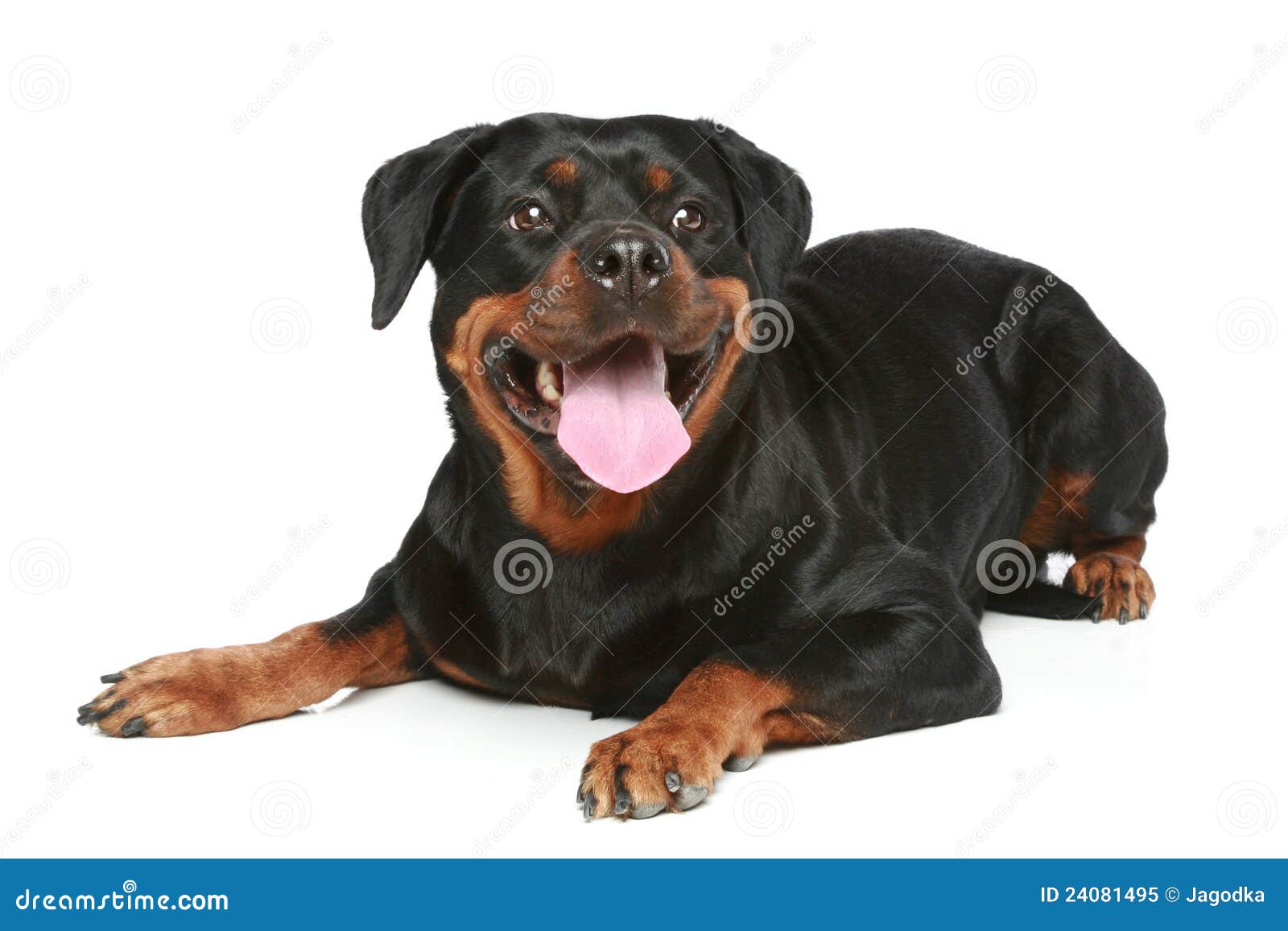 crate size for rottweiler rottweiler vector image breeds picture crate size for rottweiler rottweiler vector image breeds picture