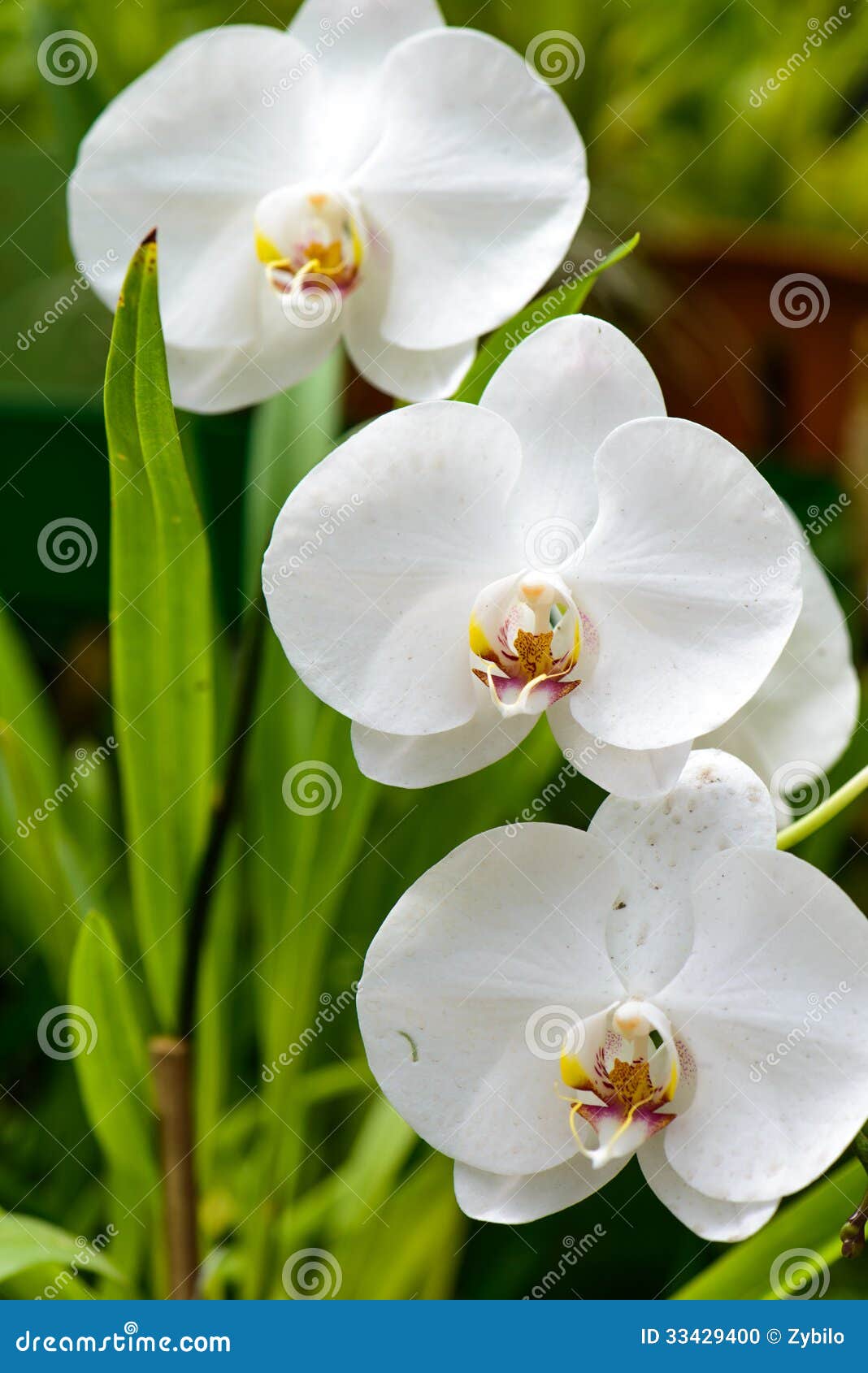 Types Of Orchids