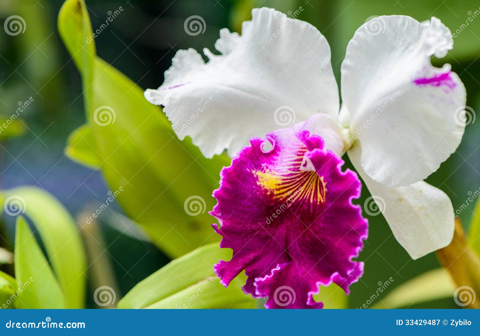 Types Of Orchids