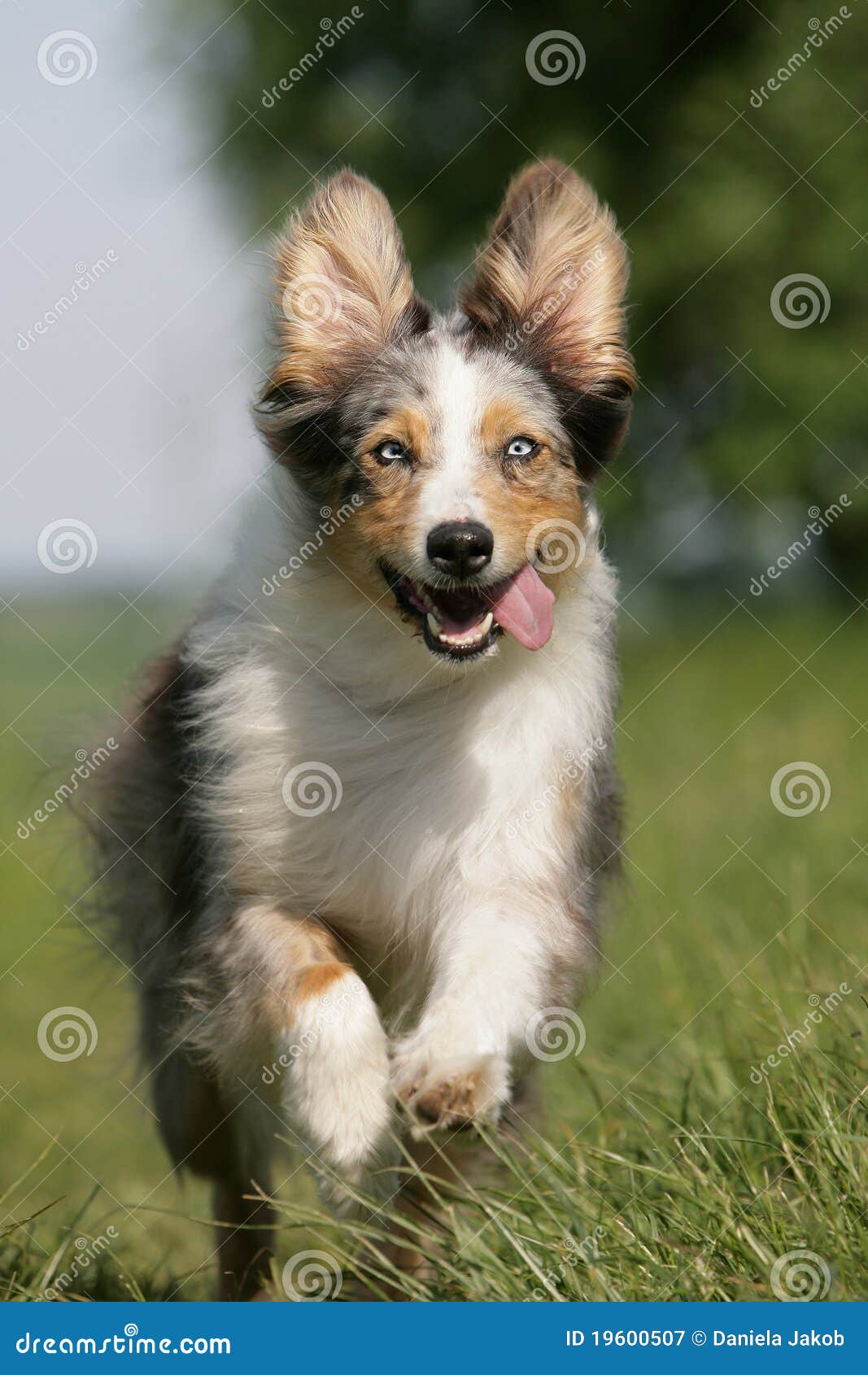 Smiling Australian Shepherd Smiling Australian Shepherd