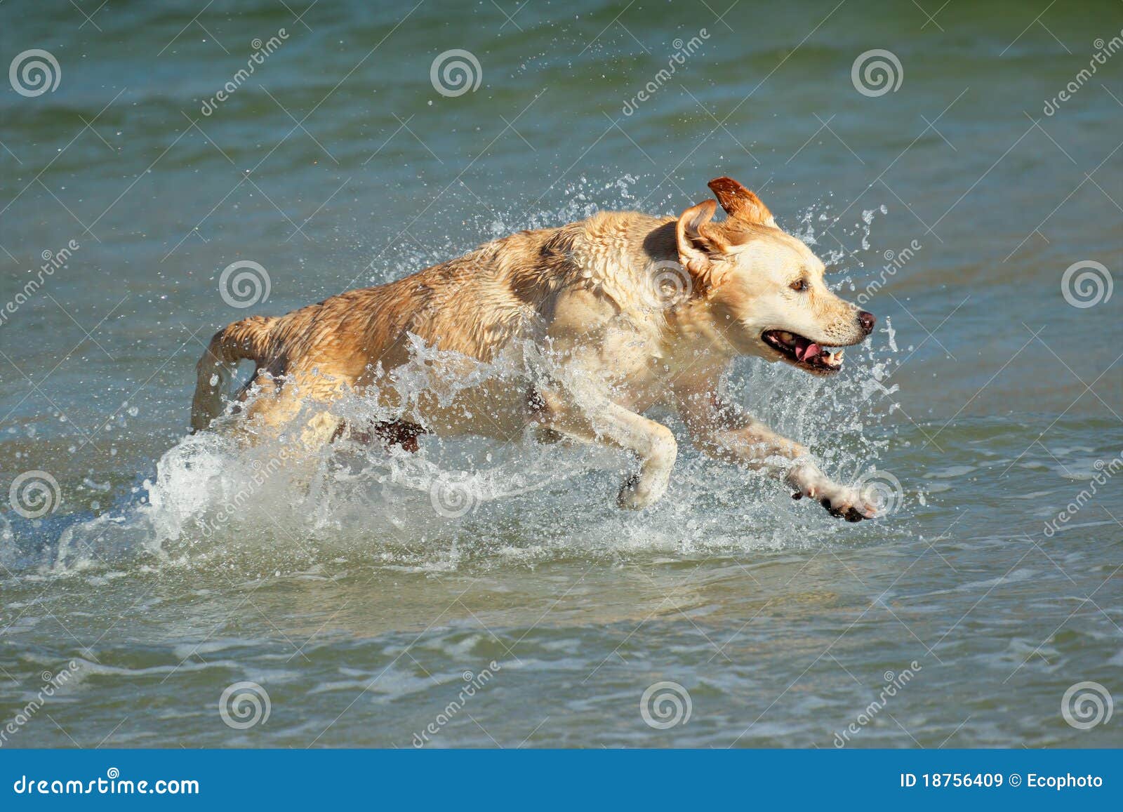 running golden retriever running golden retriever royalty free stock images image 18756409 running golden retriever running golden retriever royalty free stock images image 18756409