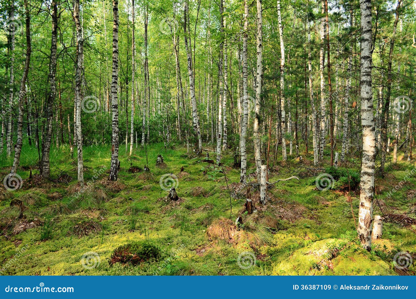 Download Russian Forestry Review Russian 68