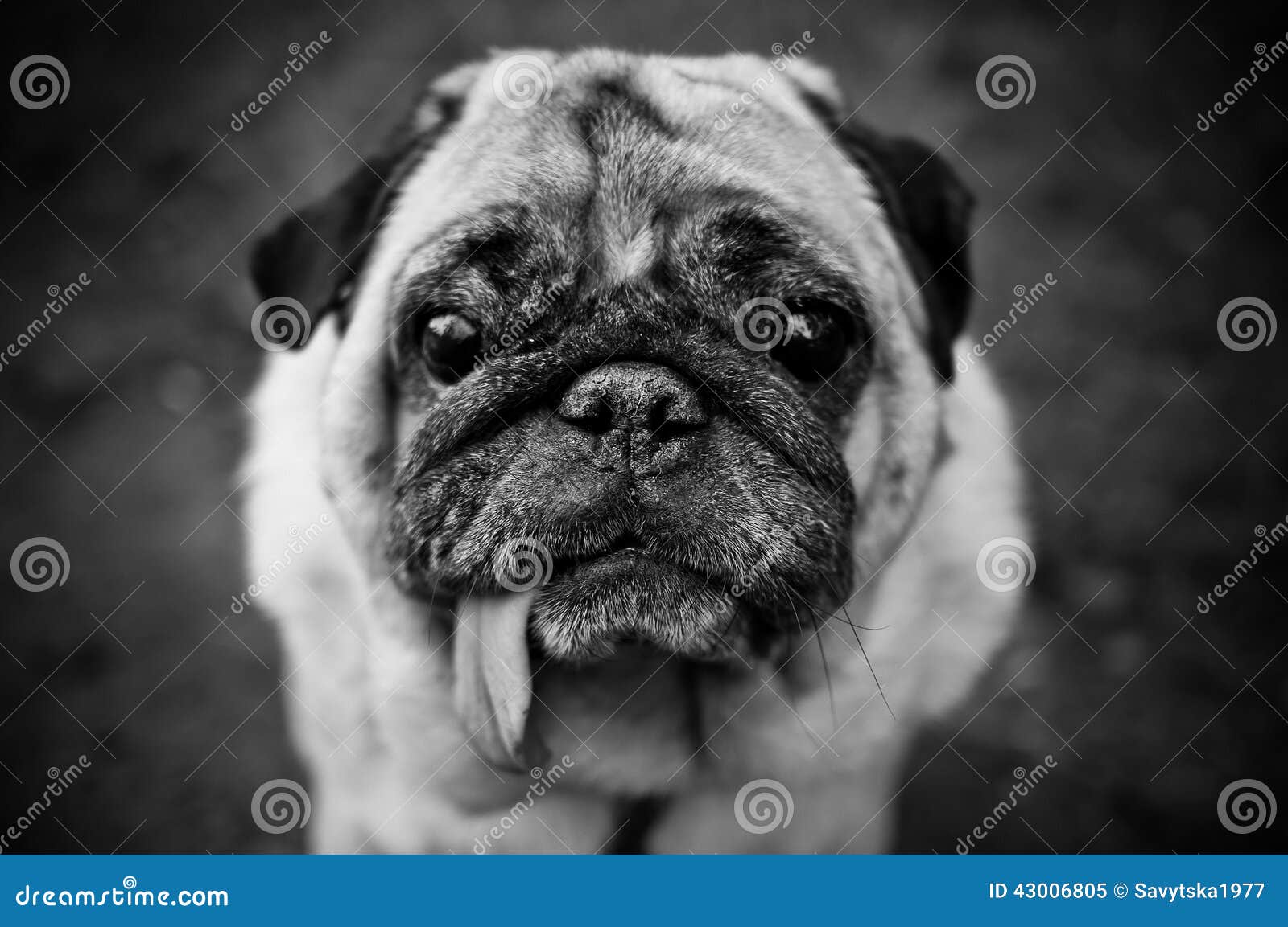 sad black pug sad pug portrait in black and white stock photo image 43006805 sad black pug sad pug portrait in black and white stock photo image 43006805