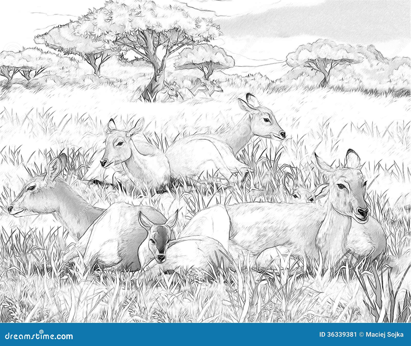 safari grasslands coloring pages - photo #30