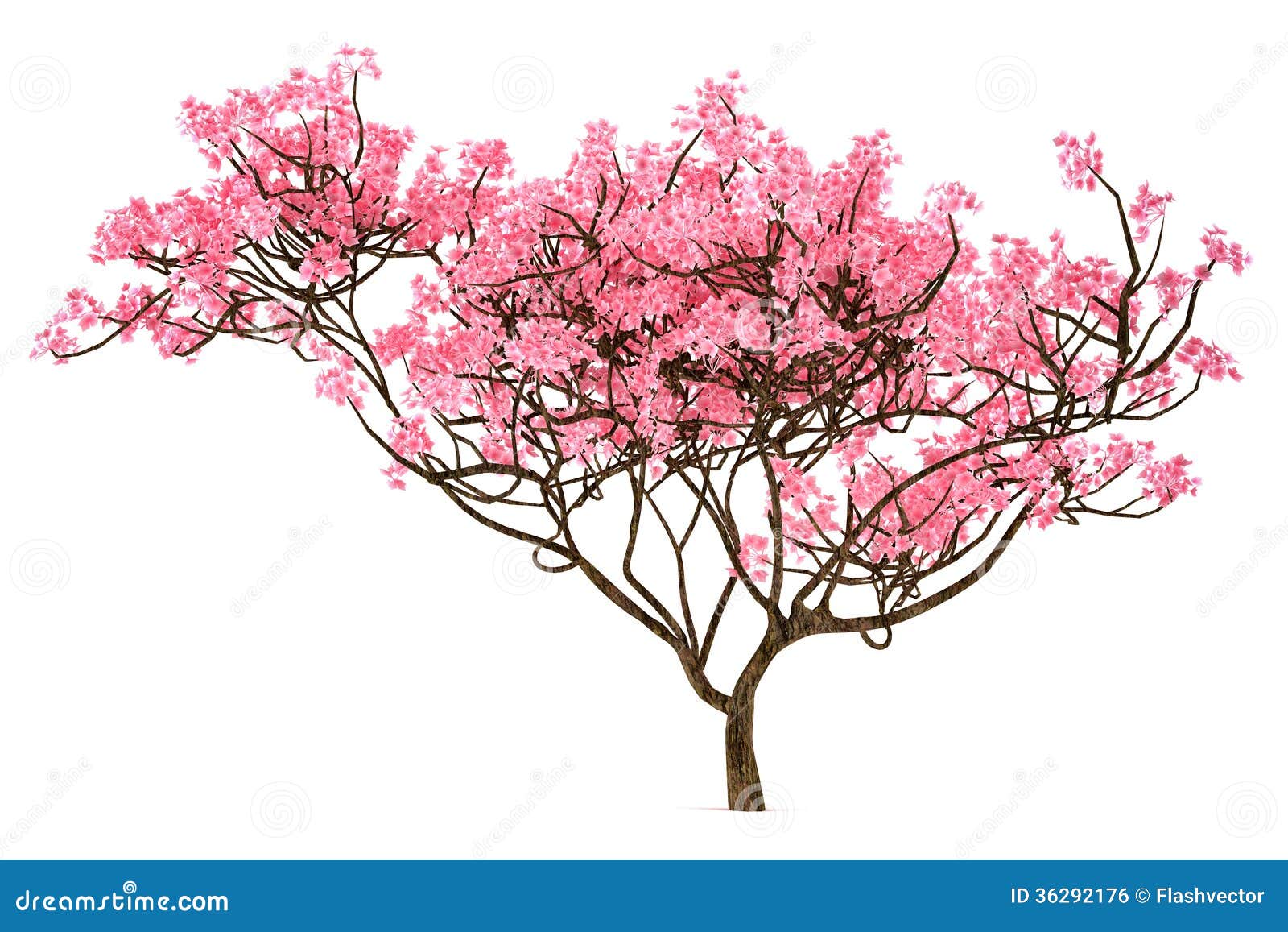 Sakura Tree Isolated Royalty Free Stock Image - Image ...