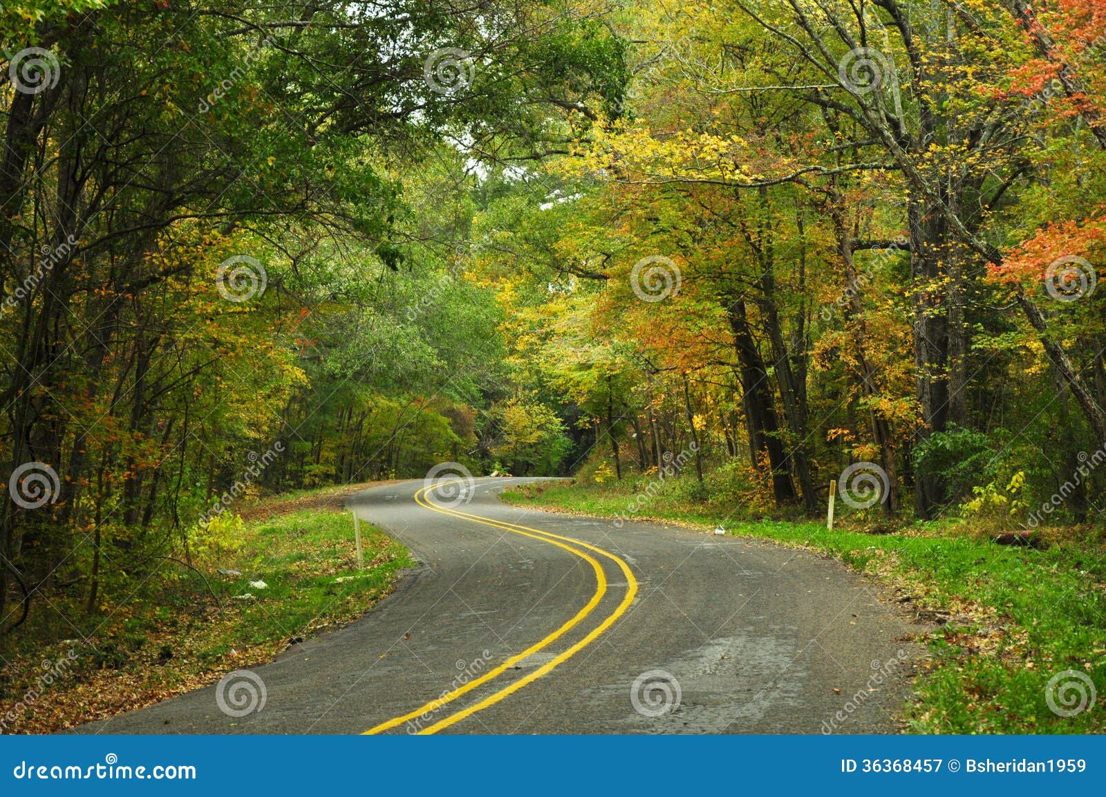 Fall colors outline a winding road north of Tyler in East Texas.