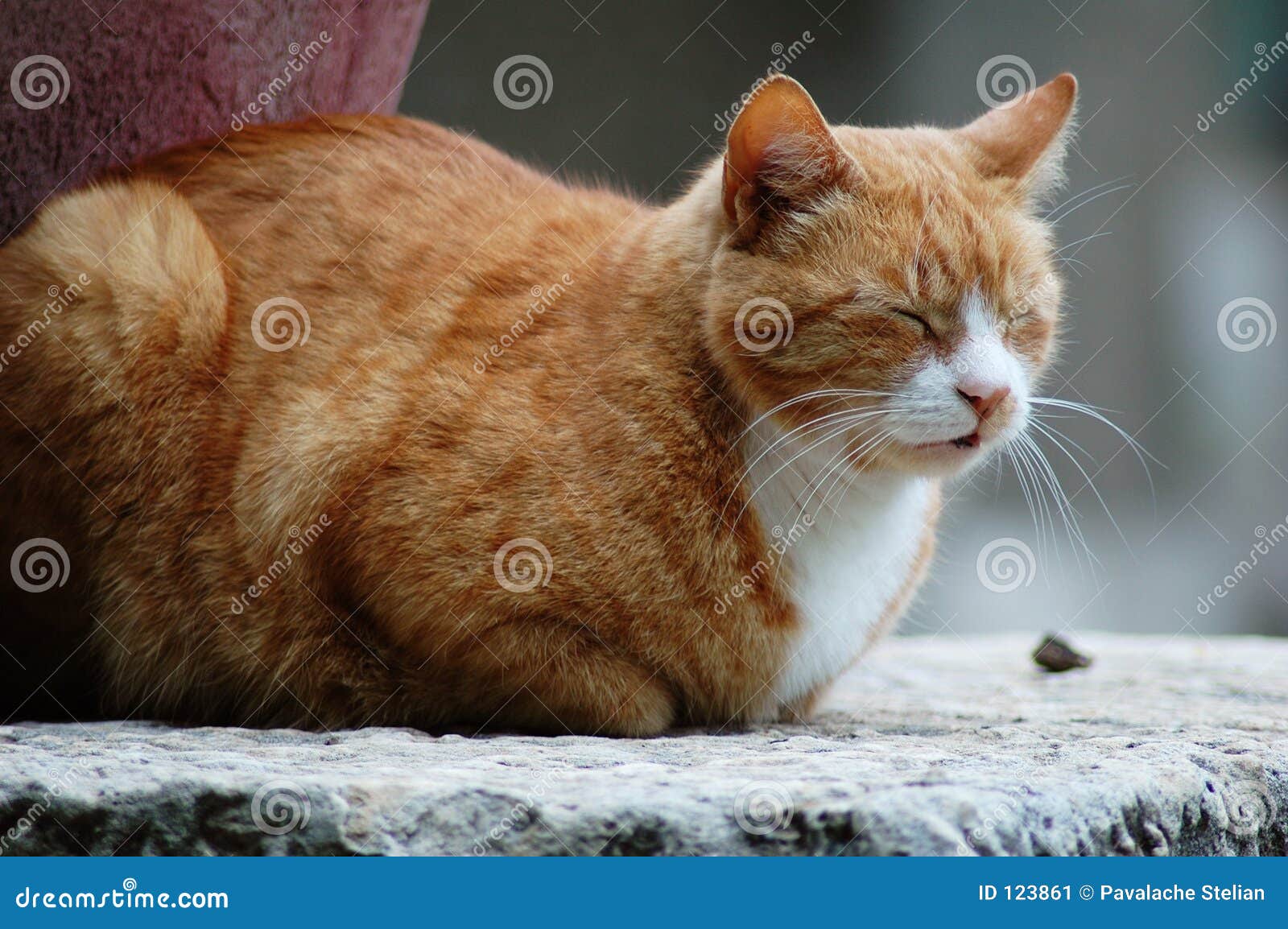 Braune Katze Braune Katze
