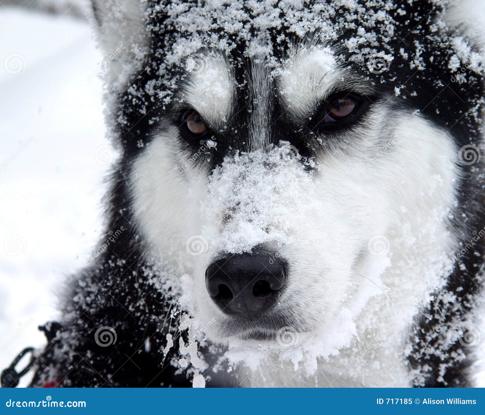 SchneeHund Lizenzfreies Stockfoto Bild 717185