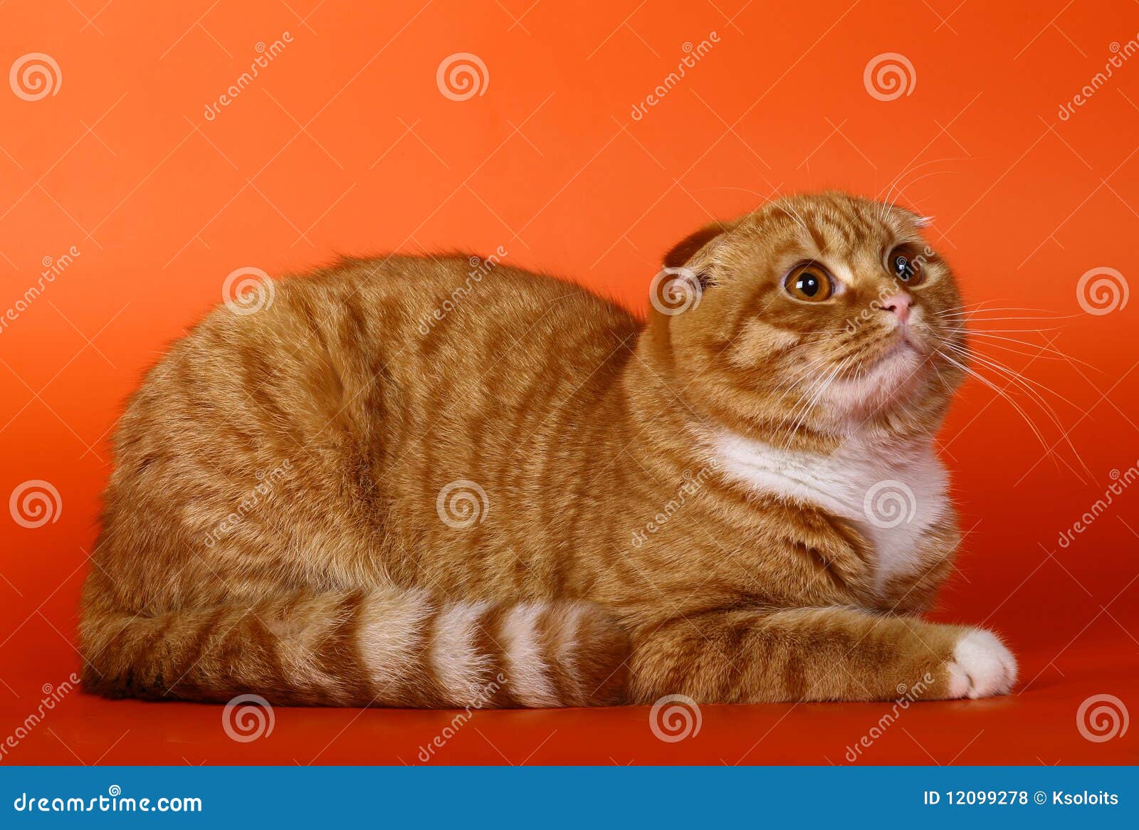 Scottish Cat On An Orange Background Royalty Free Stock ...