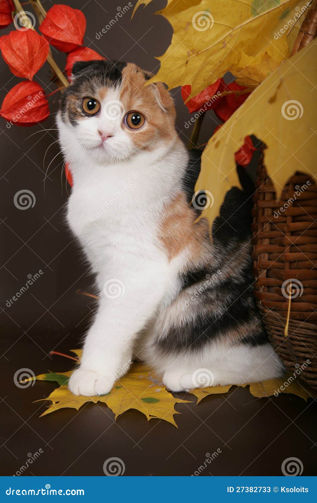Scottish Fold Cat With Leaves Stock Photos  Image: 27382733