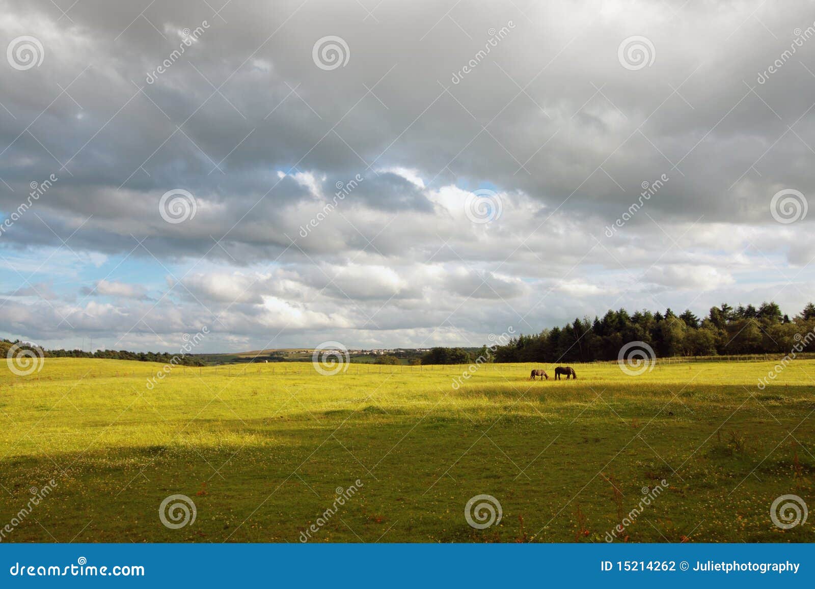 Scotland Landscape with Horses