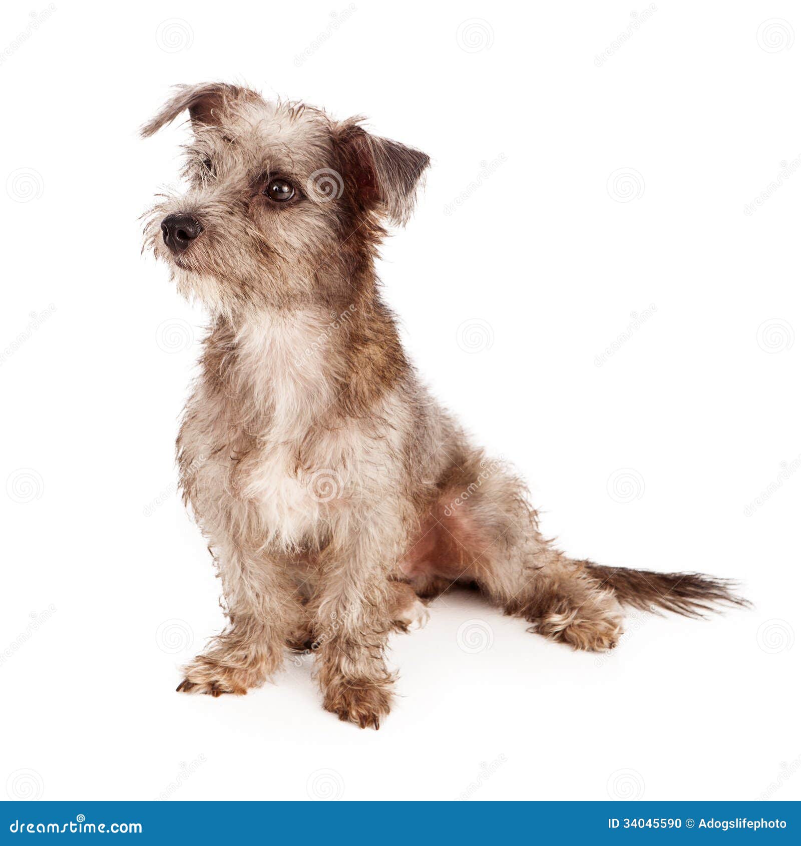 White Scruffy Terriers | Dog Breeds Picture
