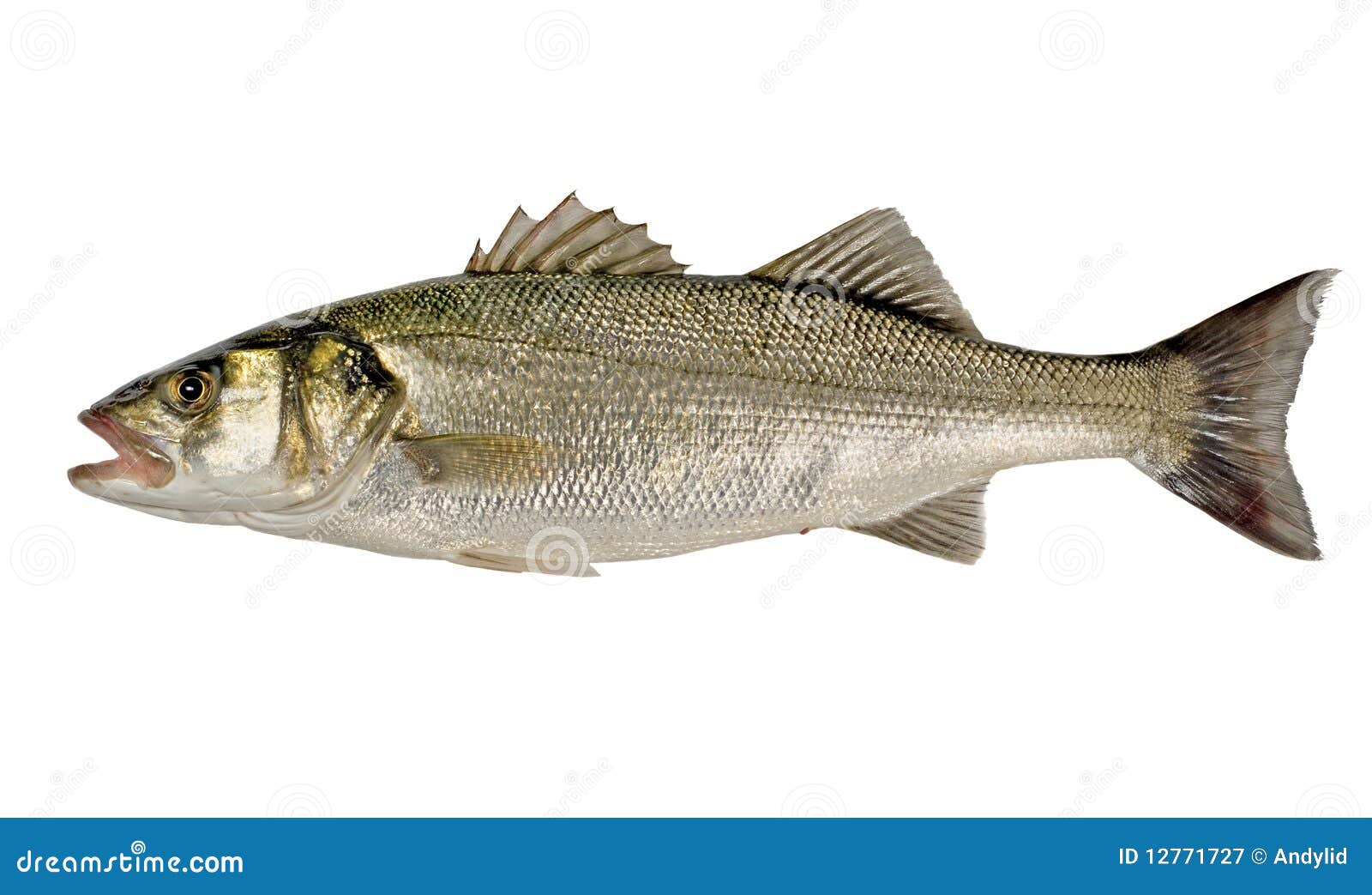 Sea Bass Royalty Free Stock Photography - Image: 12771727