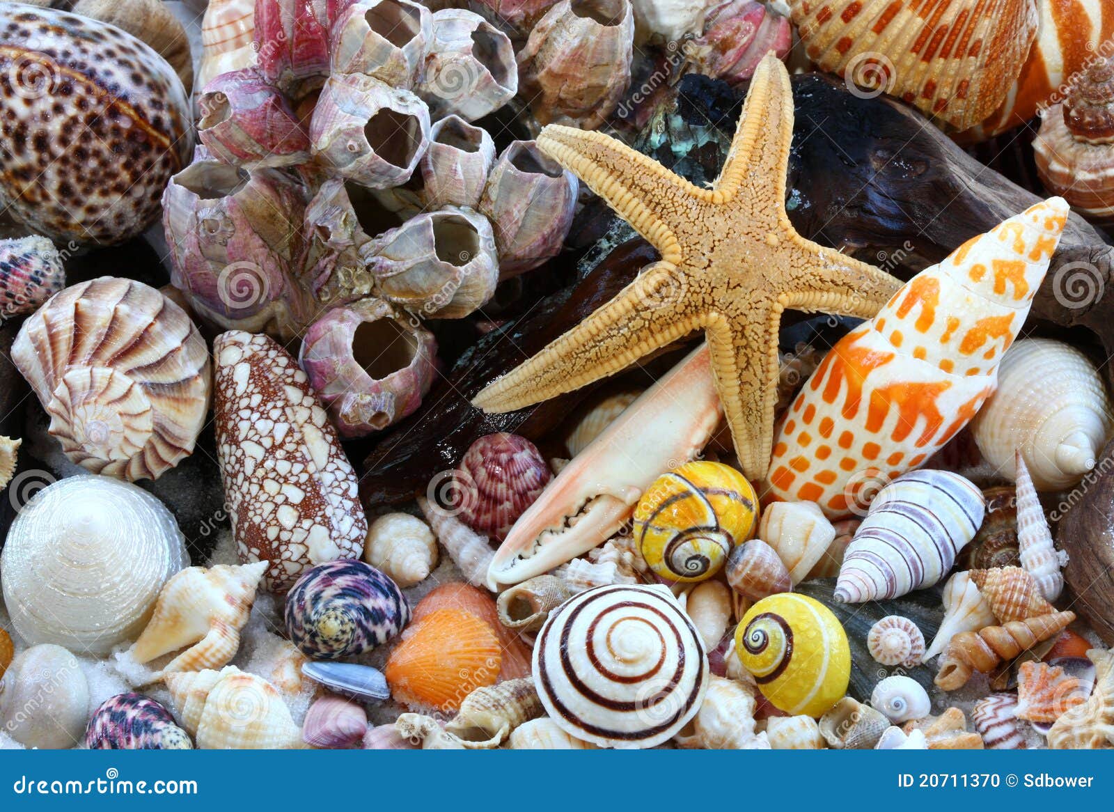 Sea Shells,Barnacles, Driftwood, Sea Star On Beach Stock Photo - Image