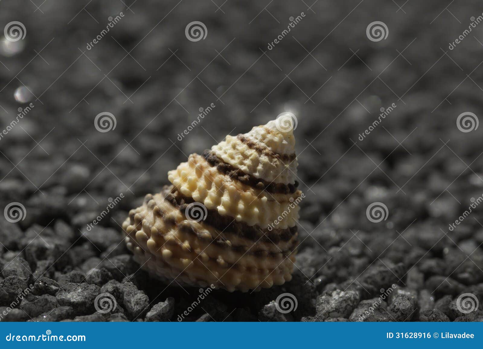black sea snail facts A giant sea snail i found in cyprus :) i would not have touched him myself but the guy who did is an instructor he also has abnormally large hands by the w. black sea snail facts A giant sea snail i found in cyprus :) i would not have touched him myself but the guy who did is an instructor he also has abnormally large hands by the w.