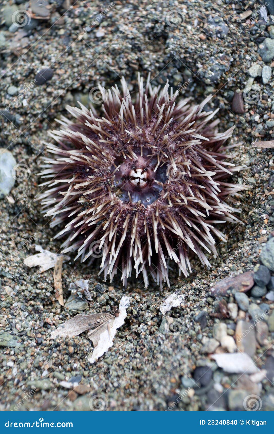 Sea Urchin Stock Photo - Image: 23240840