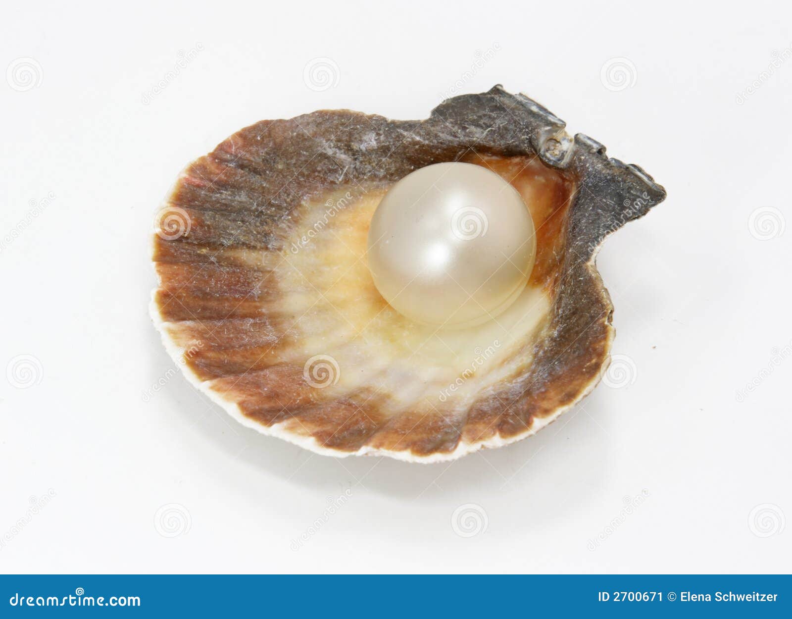 Seashell And Pearl Stock Image Image 2700671