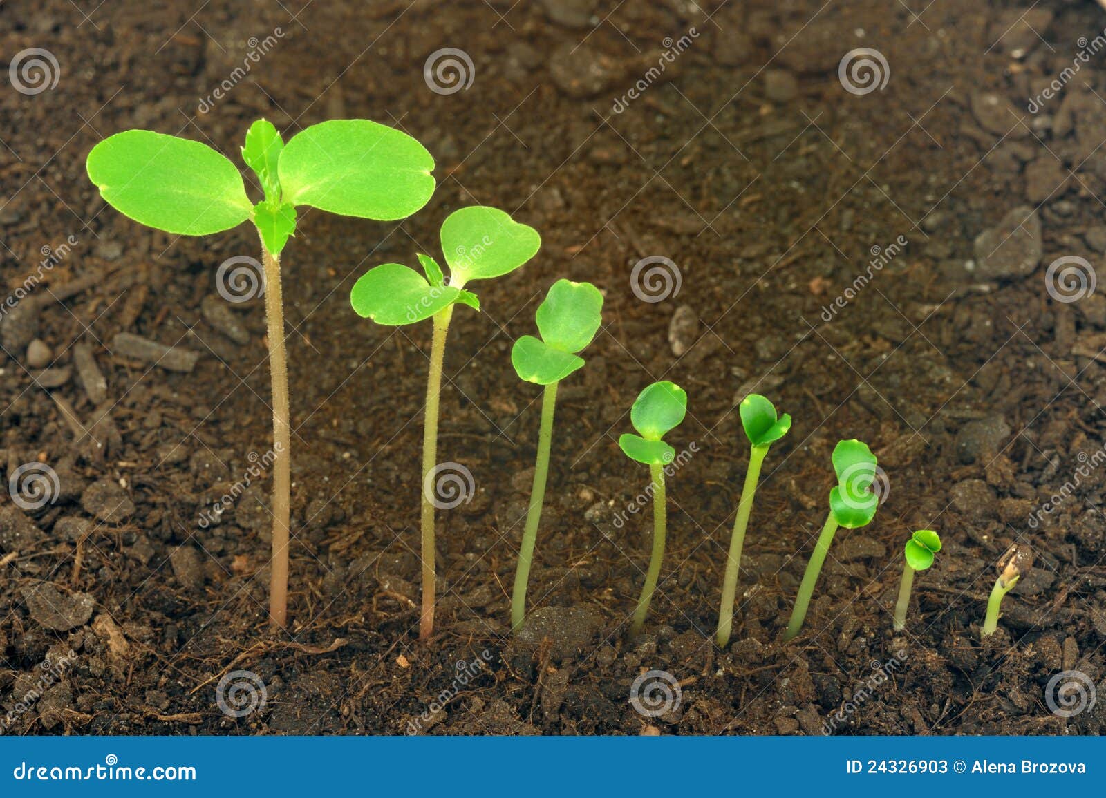  Of Impatiens Balsamina Flower Growing Stock Photos  Image: 24326903