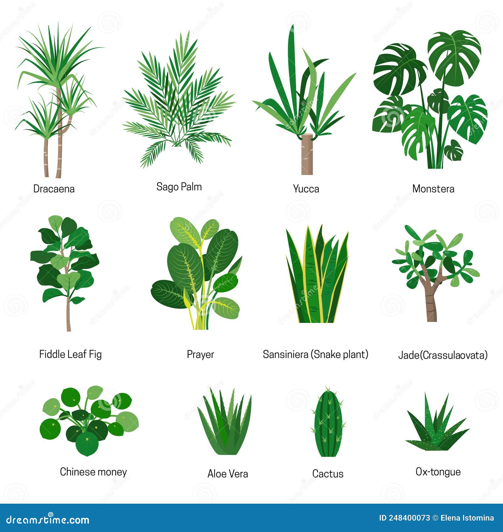 House Plants Names And Pictures Psoriasisguru