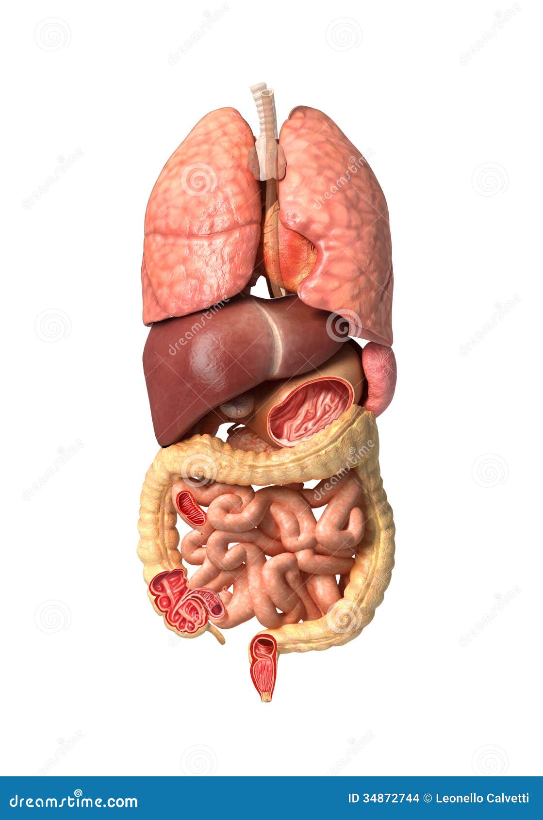 download the role of neurotransmitters