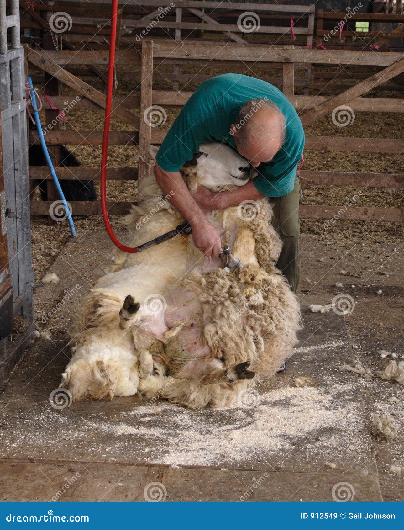 Shearing Sheep .