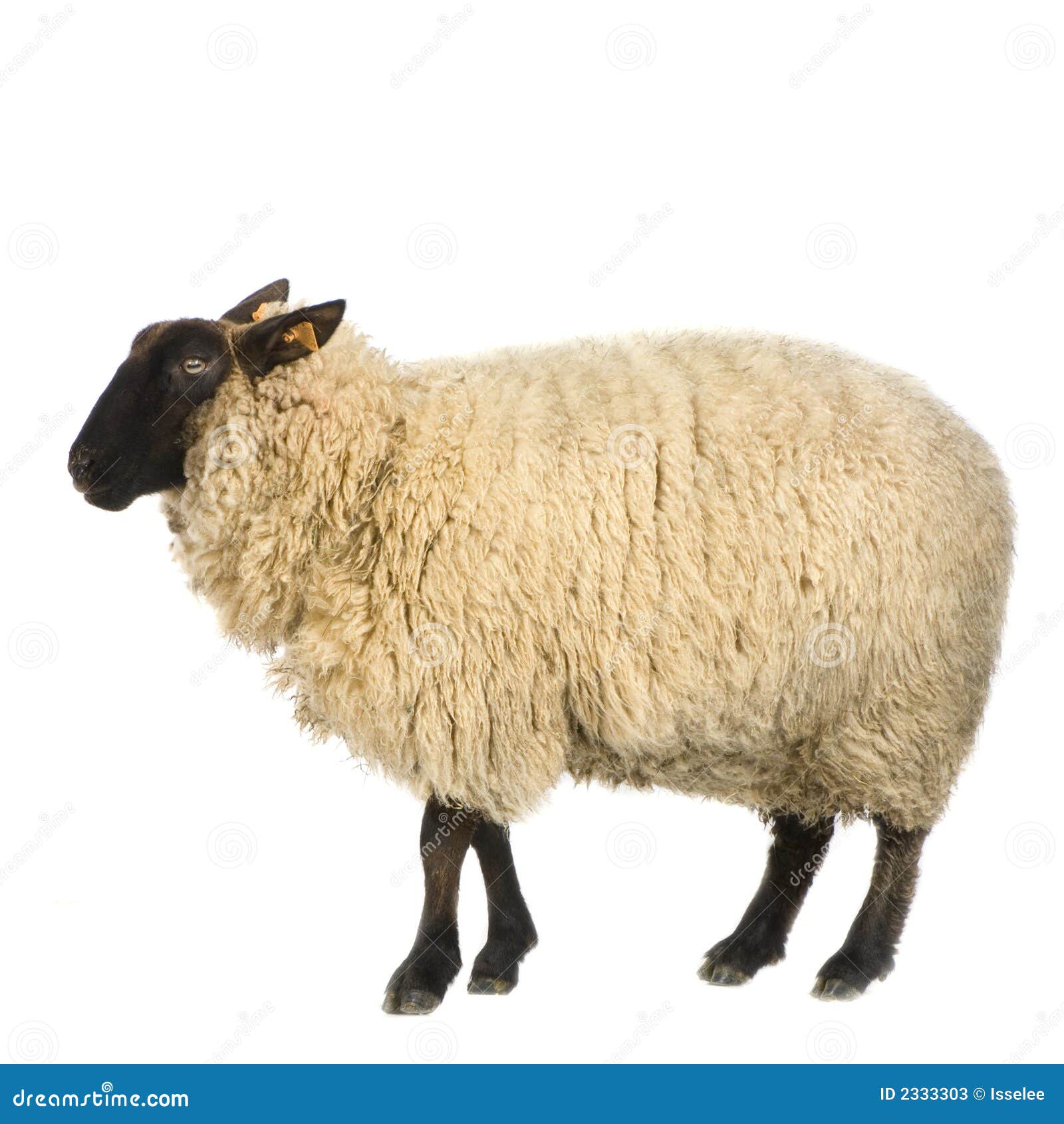 Sheep+Stock+Photos+-+Image:+2333303