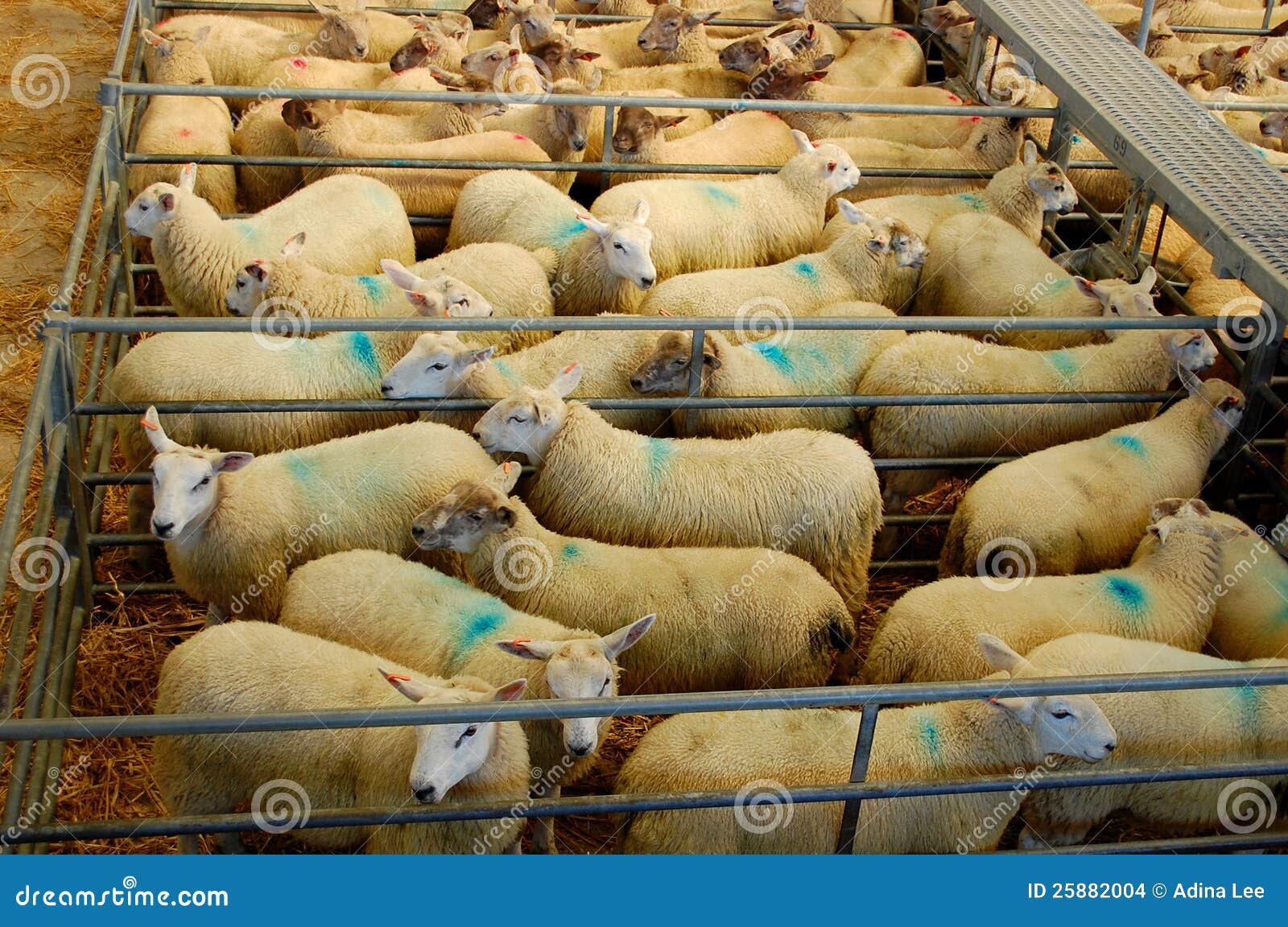 Sheep Auction Stock Images Image 25882004