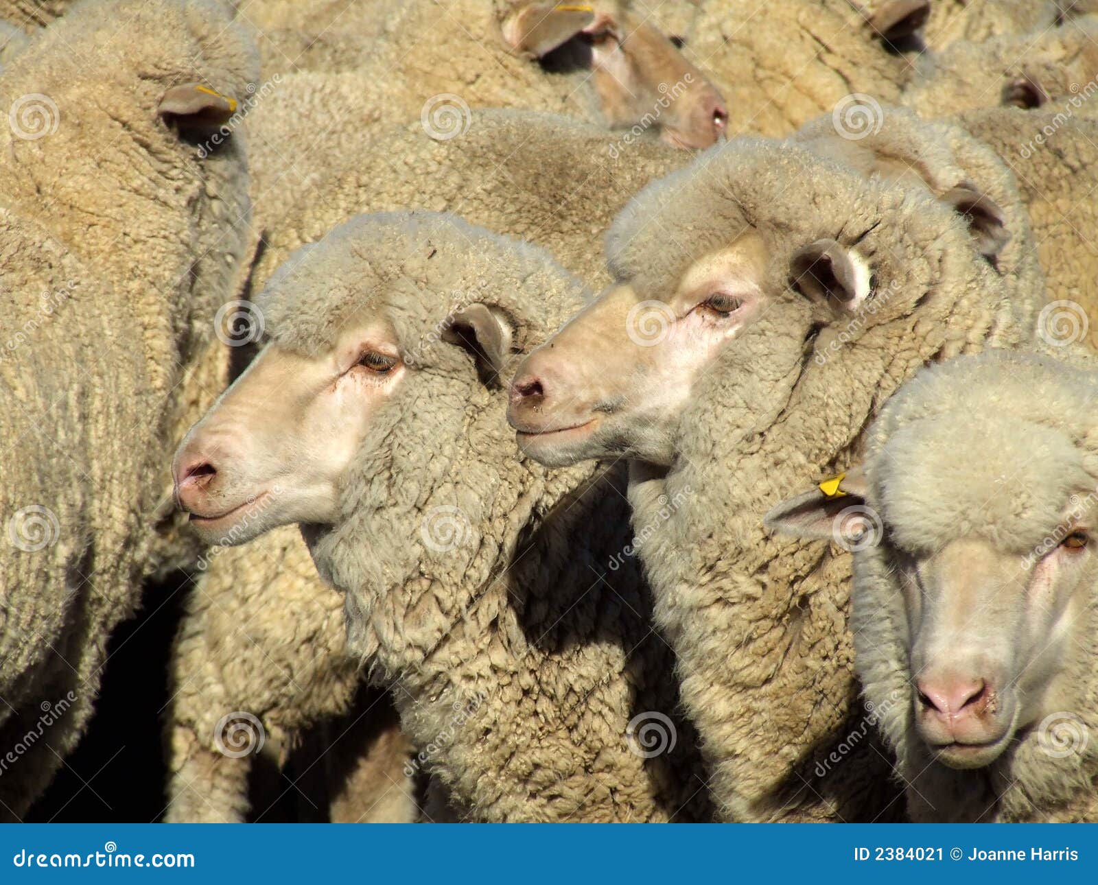 Sheep - Mob Sheep - Mob
