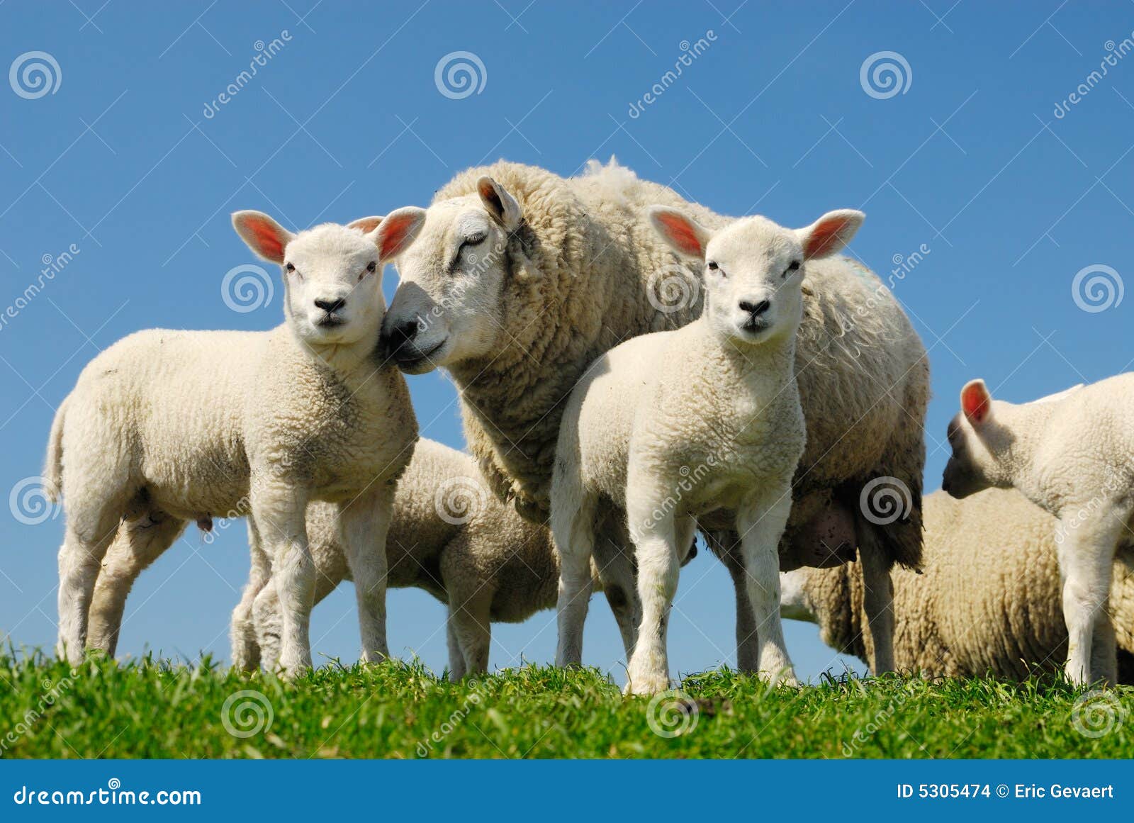 Sheep In Spring Stock Images Image 5305474