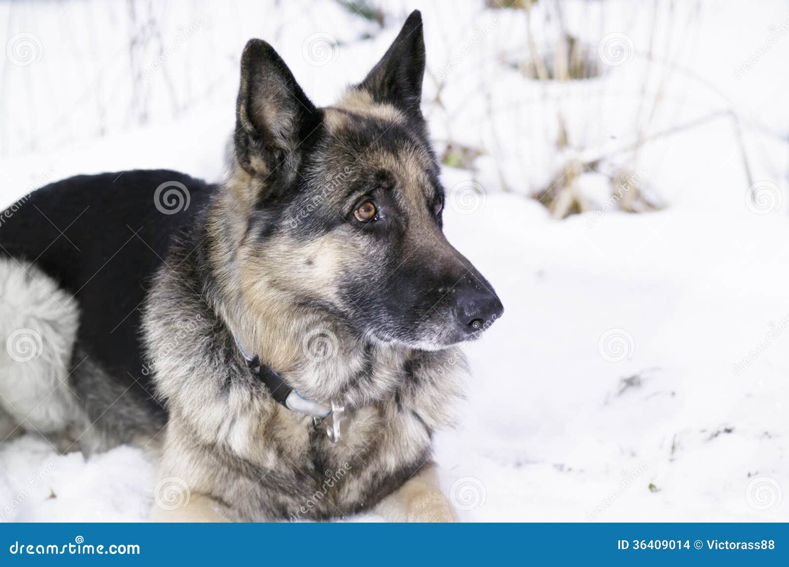Shepherd Dog Stock Images - Image: 36409014 Shepherd Dog Stock Images - Image: 36409014